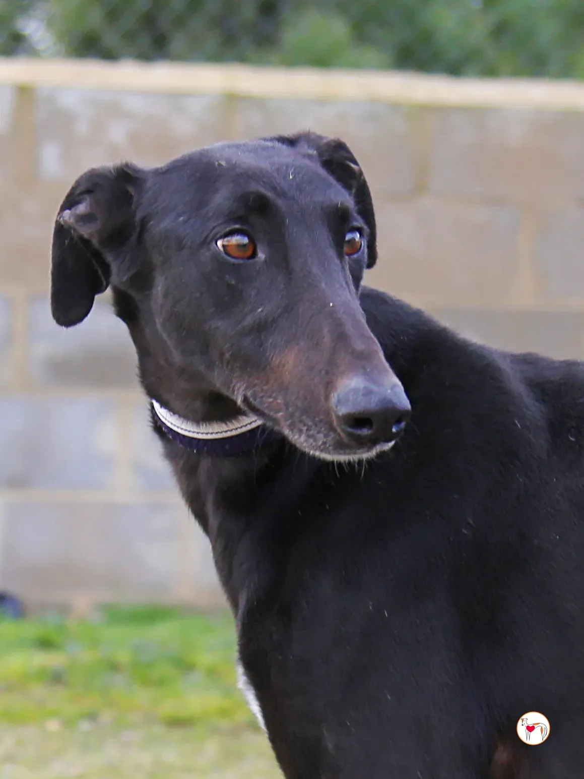 goren galgo adozione 18