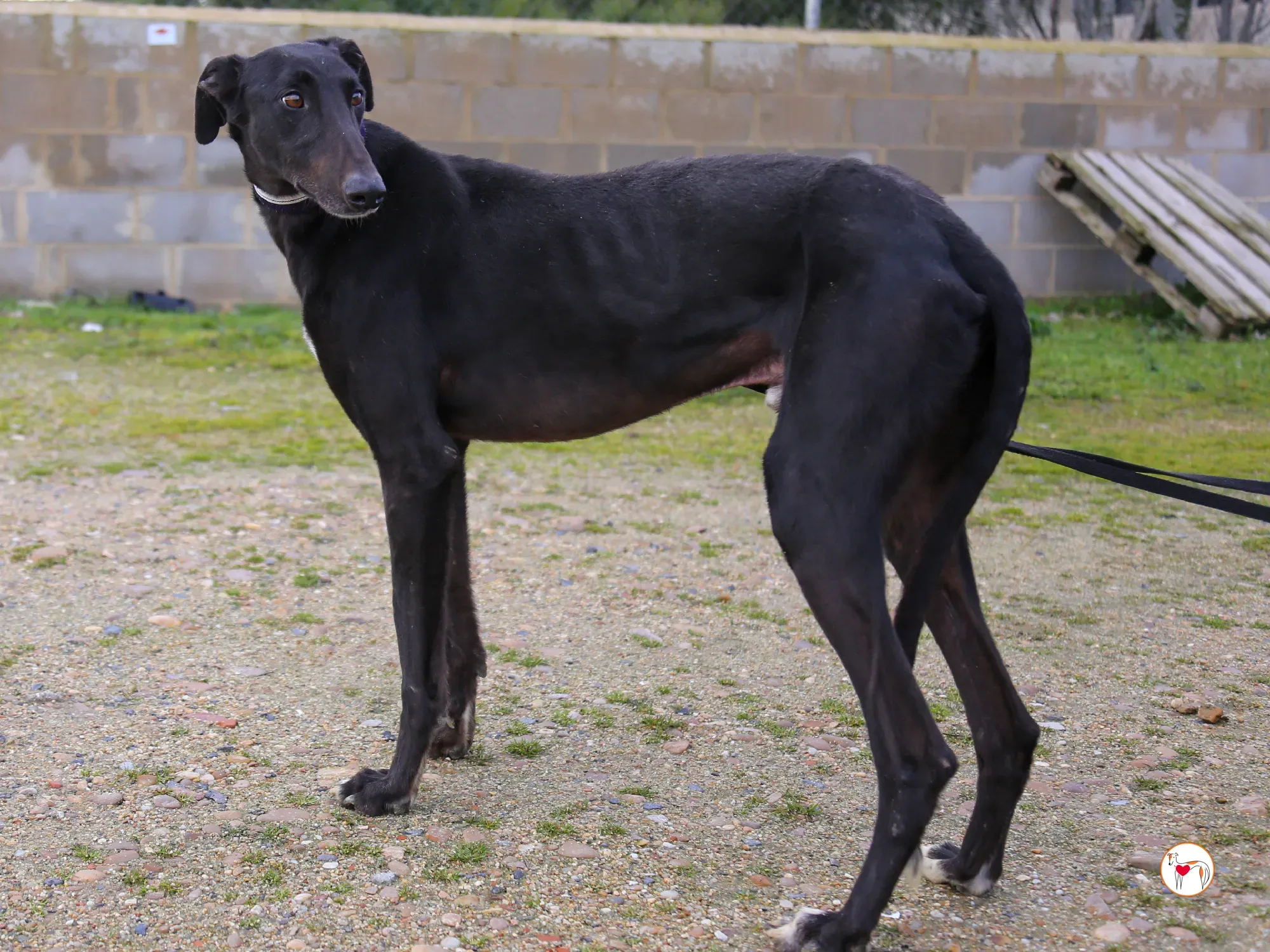 goren galgo adozione 19