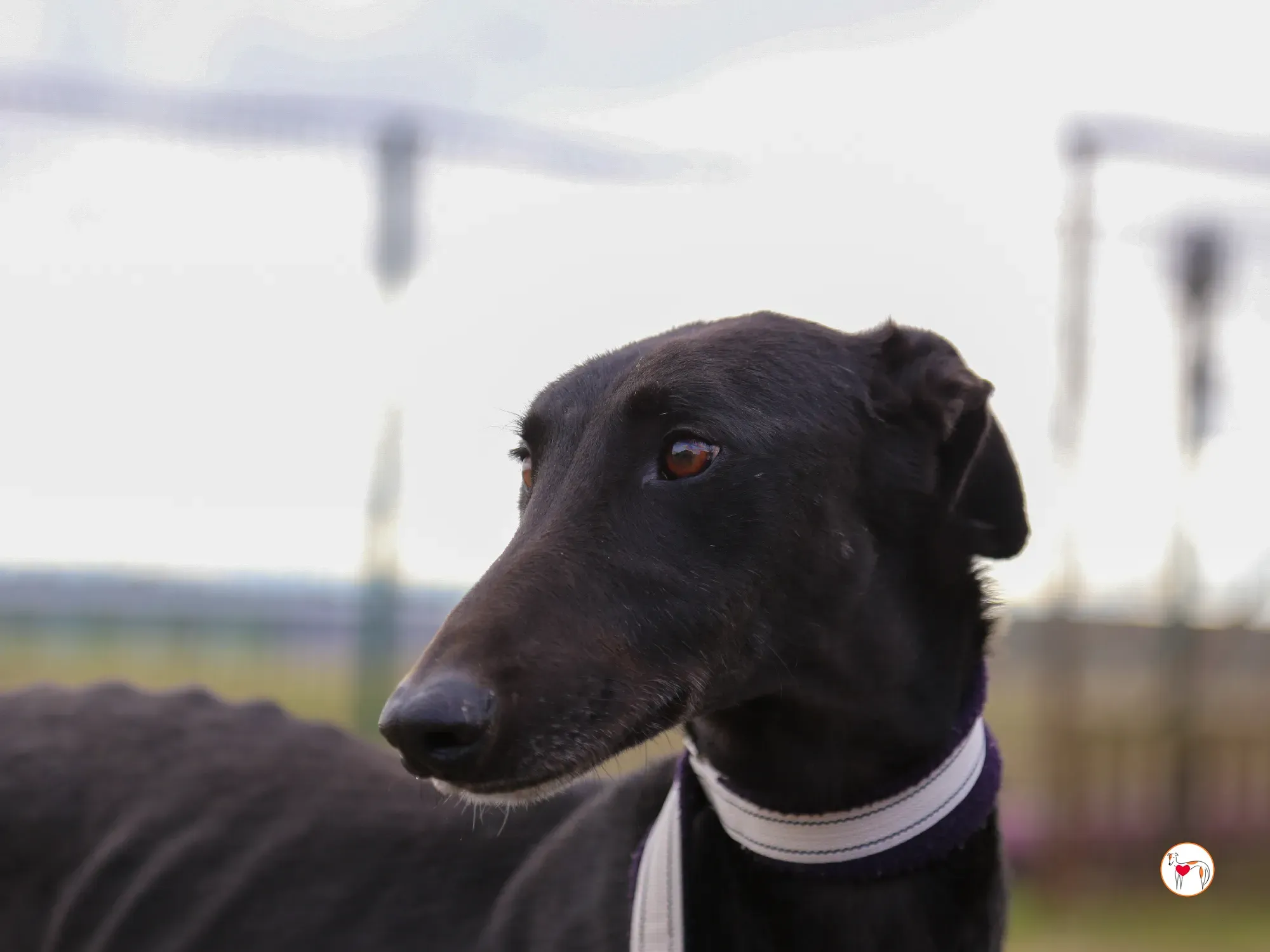 goren galgo adozione 20