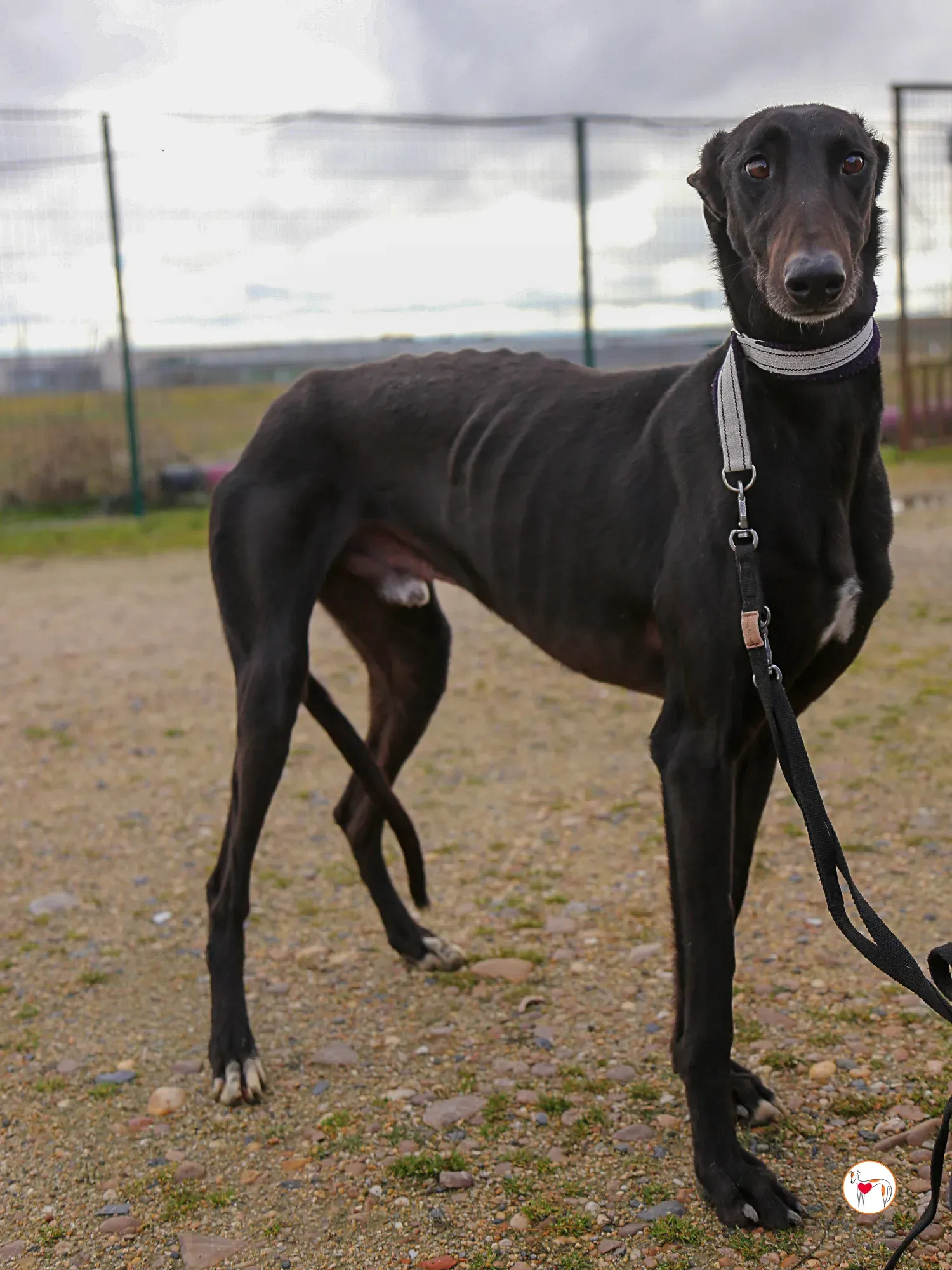 goren galgo adozione 21