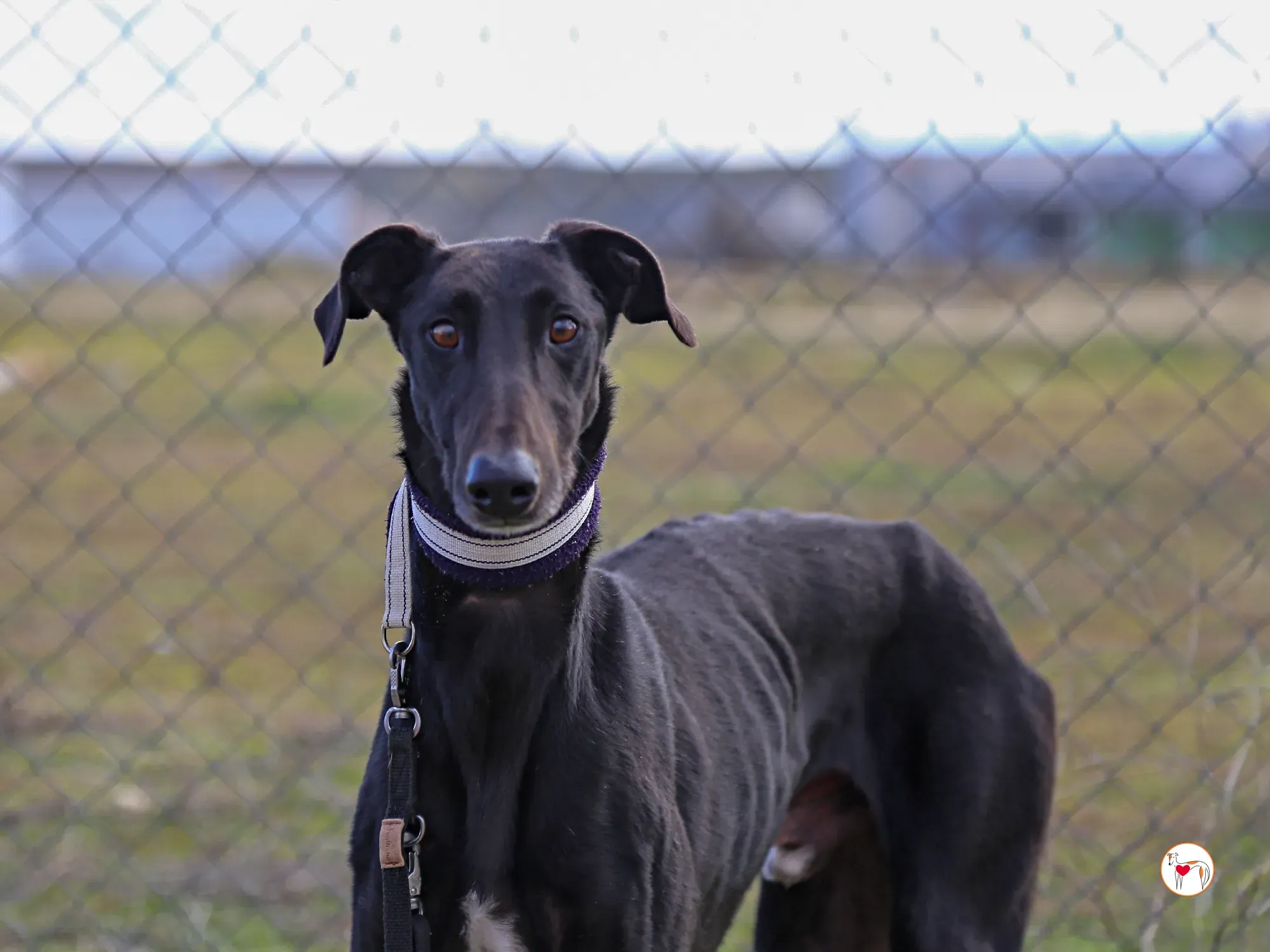 goren galgo adozione 22