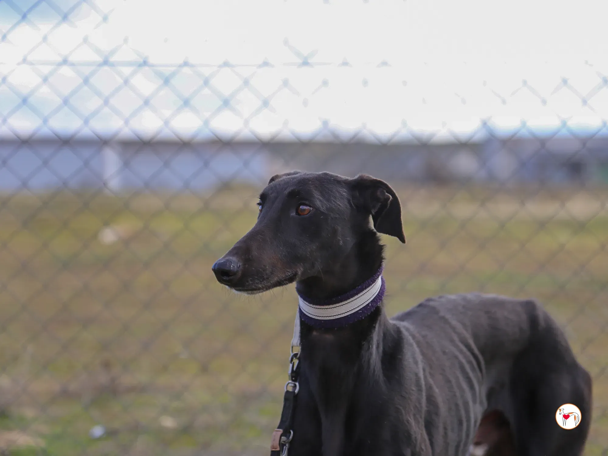 goren galgo adozione 23