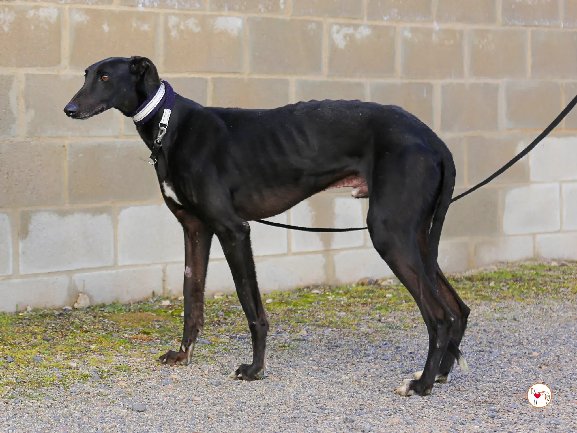 goren galgo adozione 24