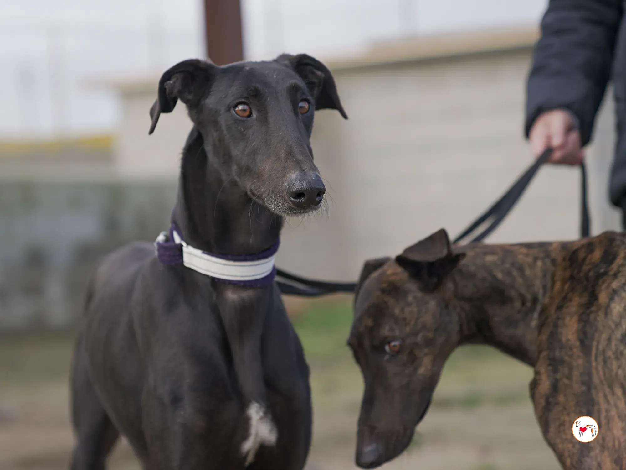 goren galgo adozione 25