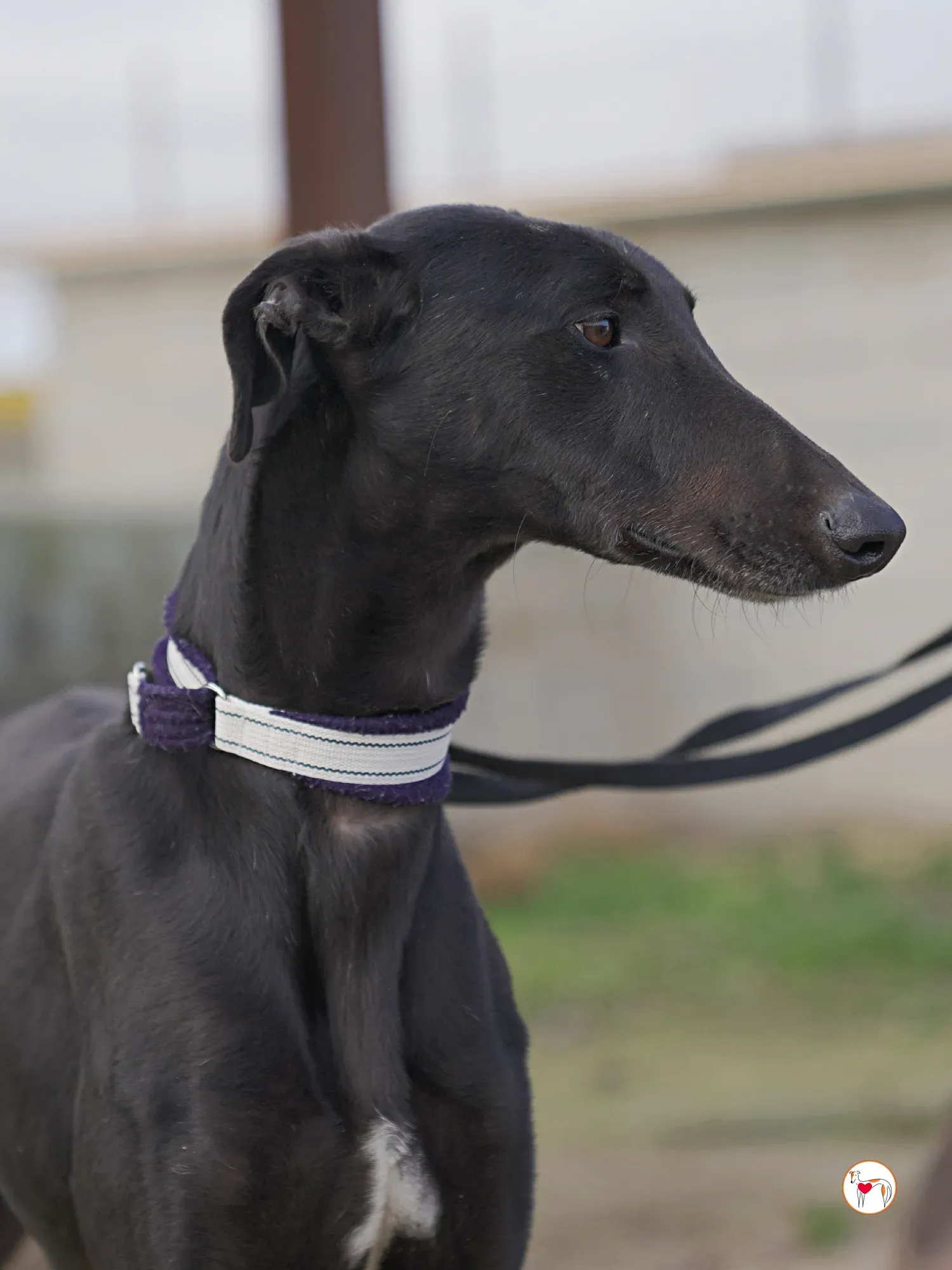 goren galgo adozione 26