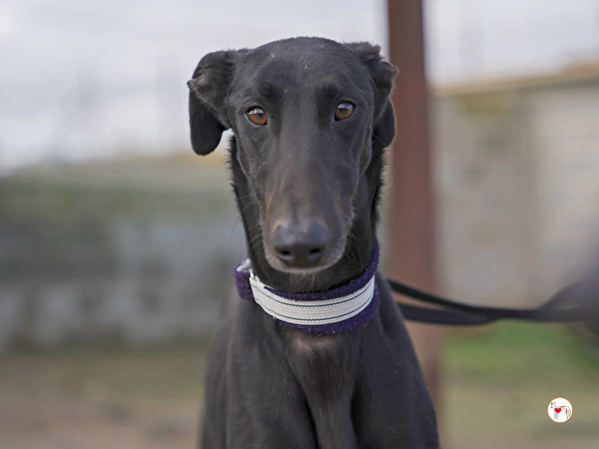 goren galgo adozione 27