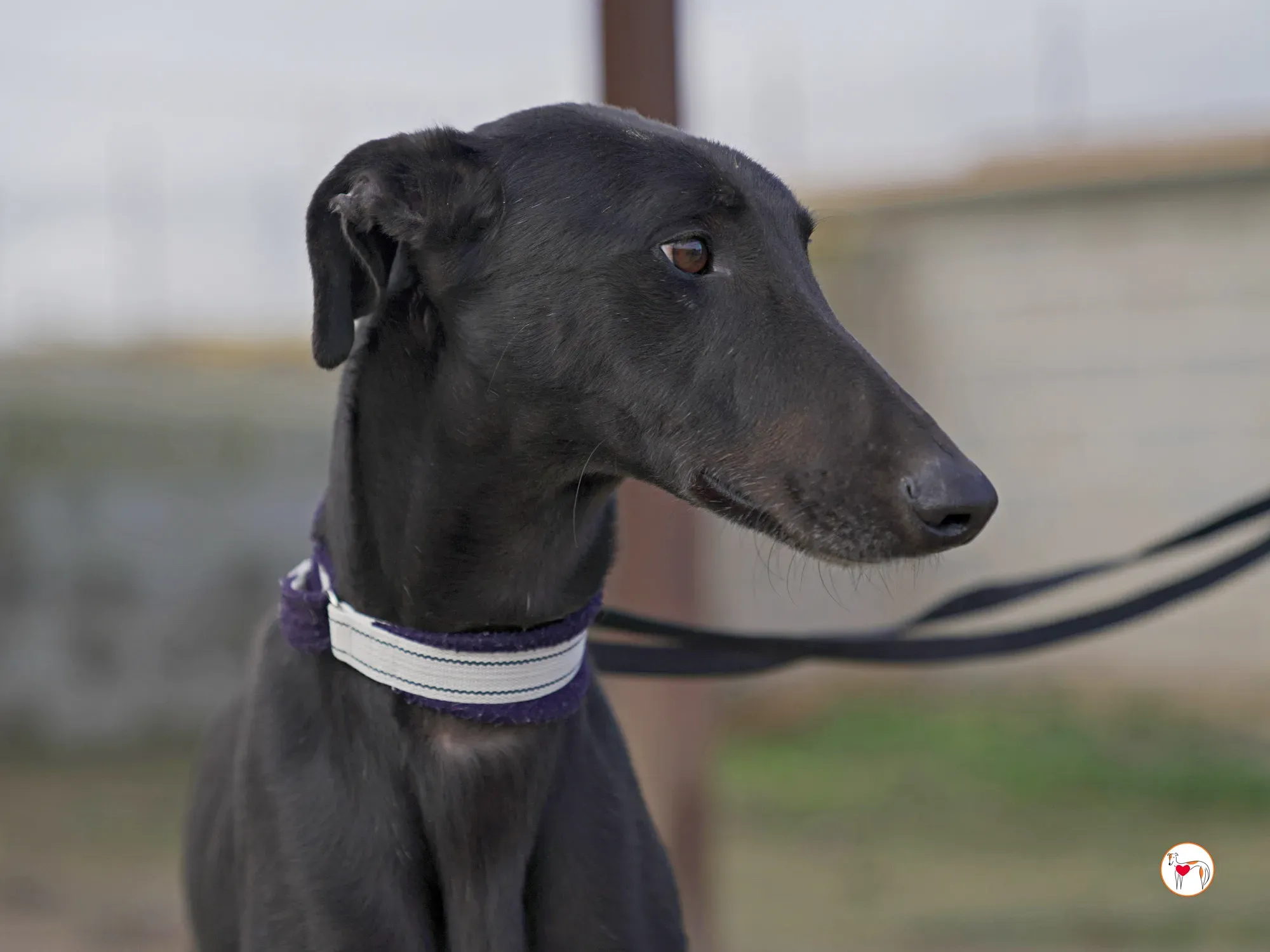 goren galgo adozione 28