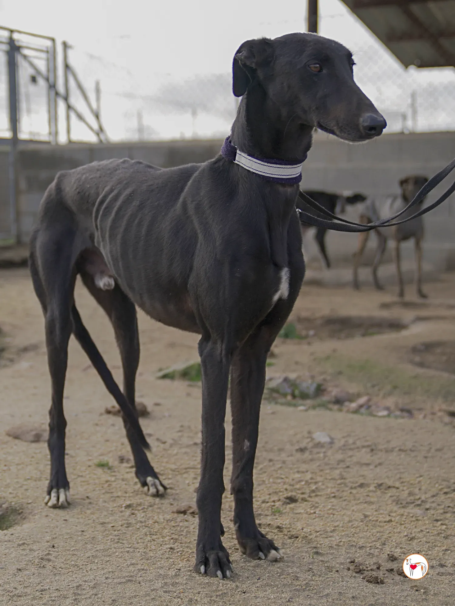 goren galgo adozione 29