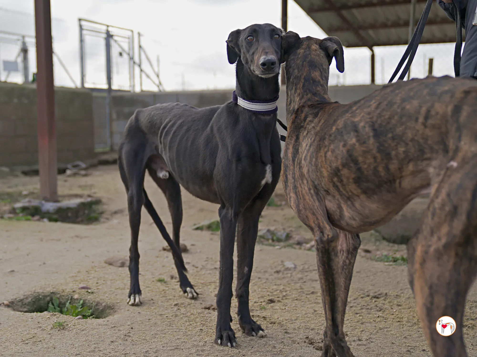 goren galgo adozione 30
