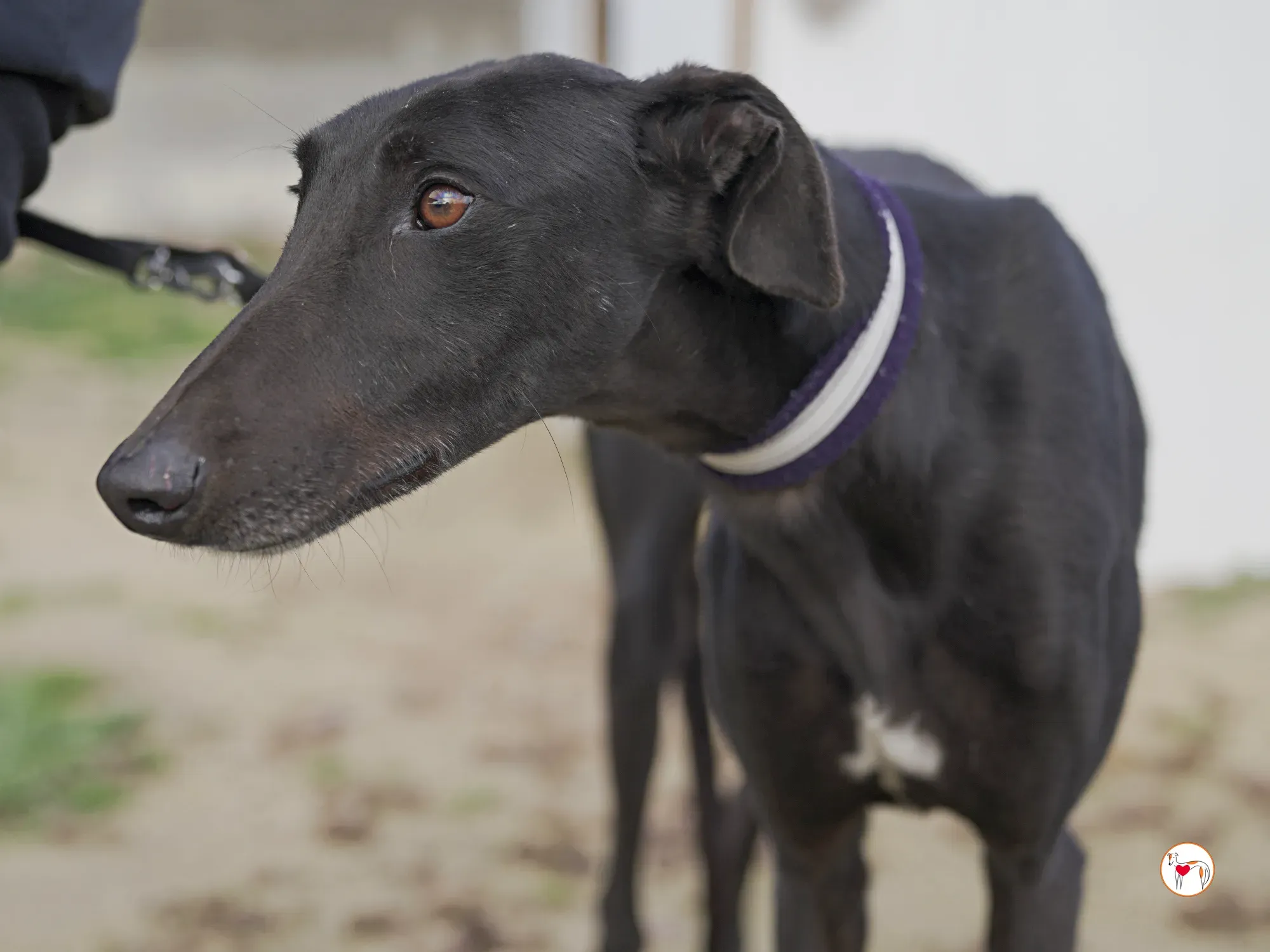 goren galgo adozione 31