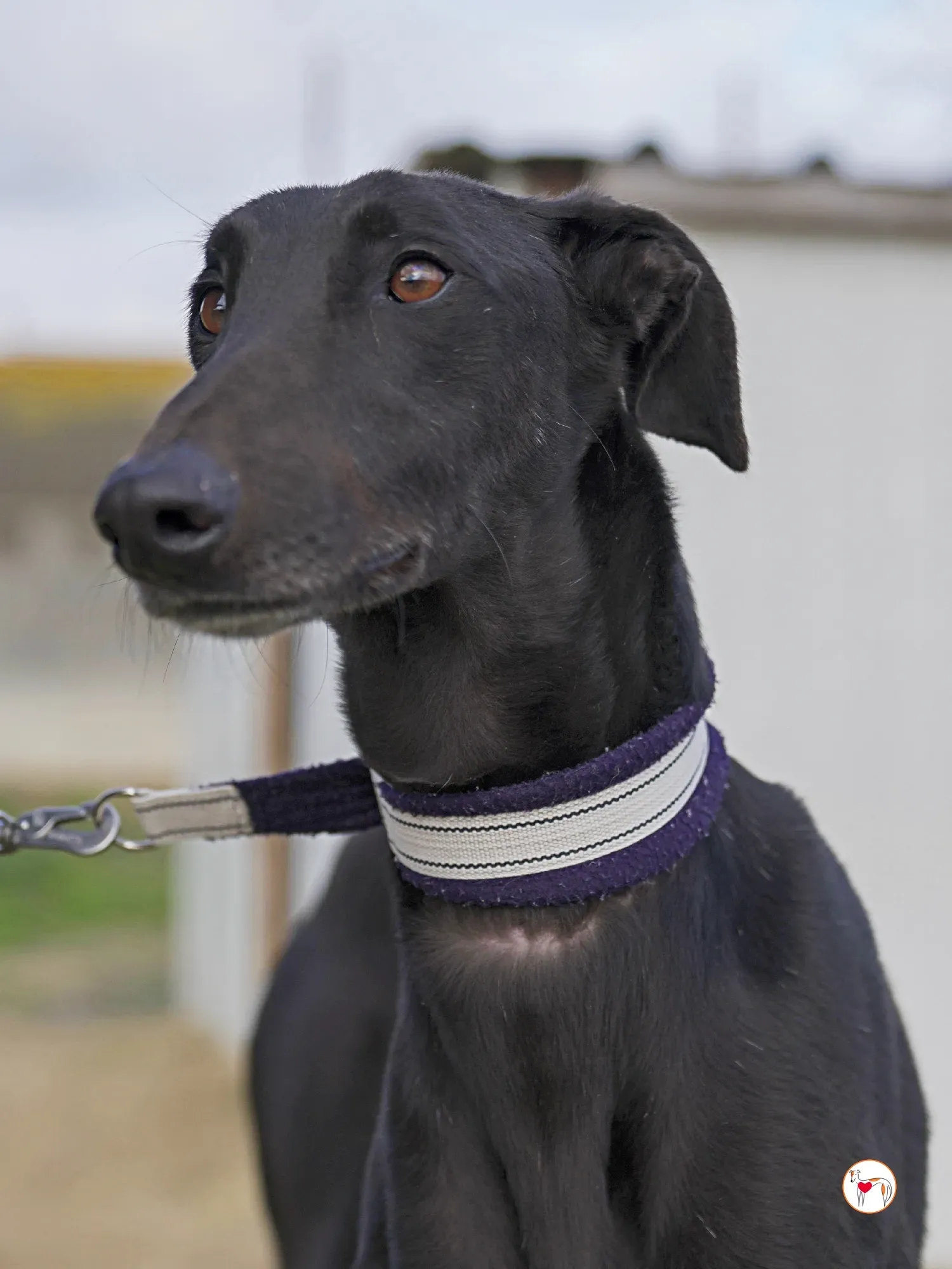 goren galgo adozione 32