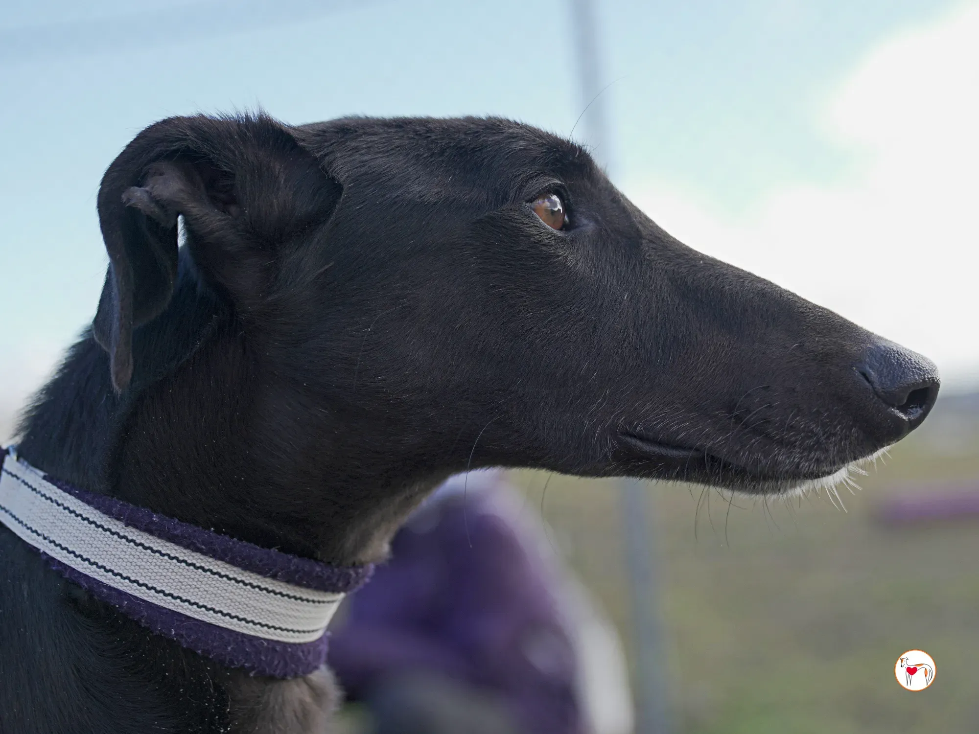 goren galgo adozione 33