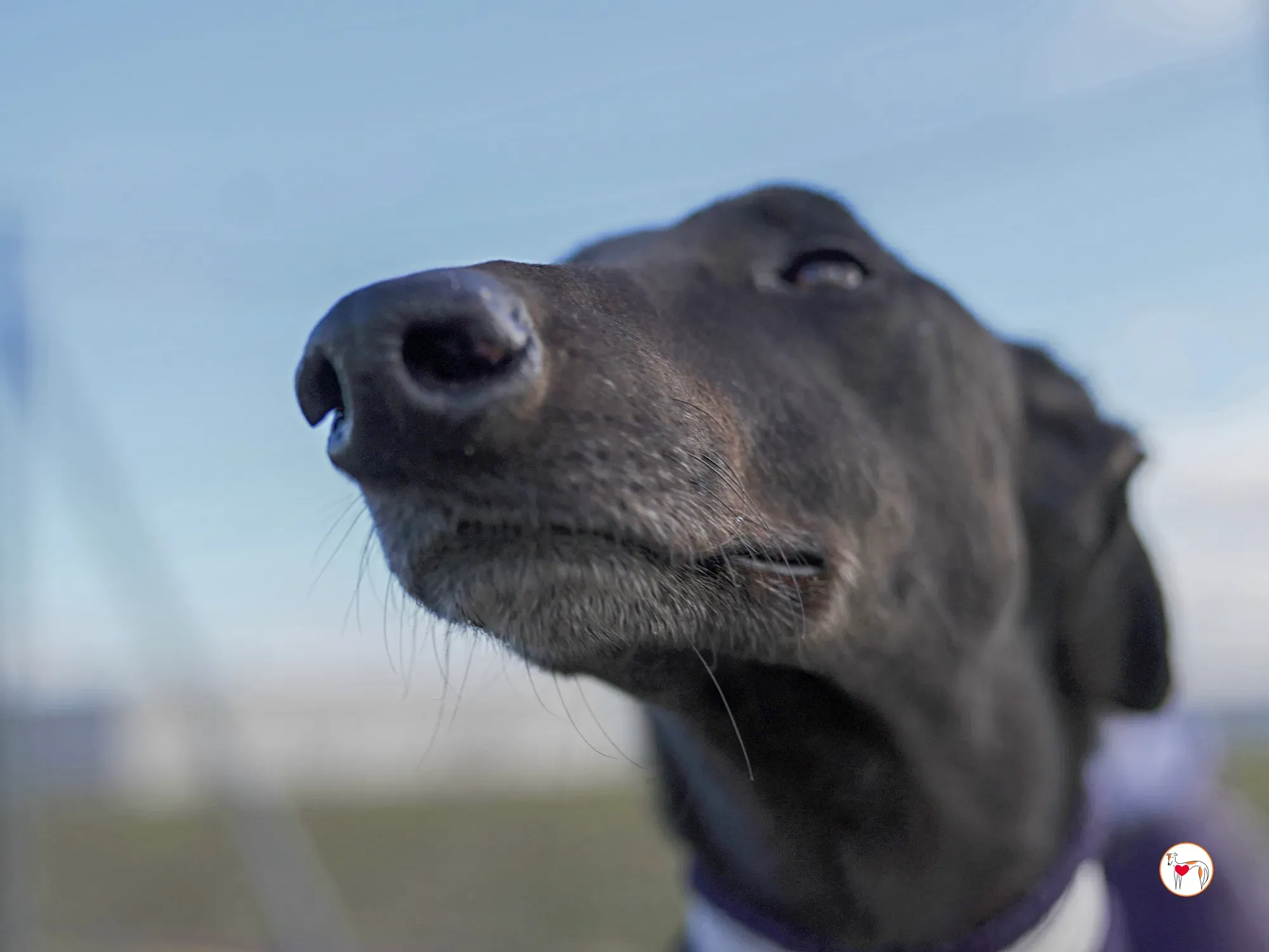 goren galgo adozione 34