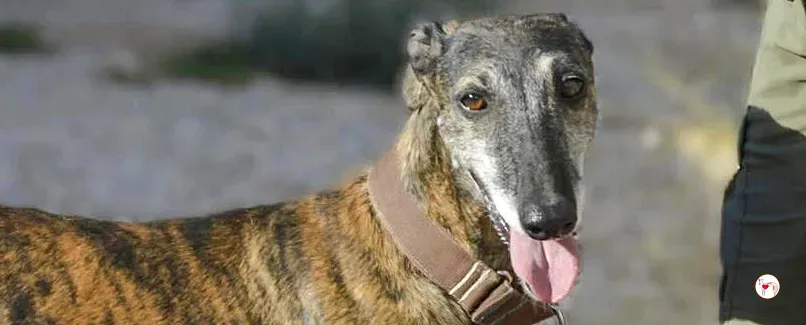 gorgonzola galgo adozione 00 copertina b