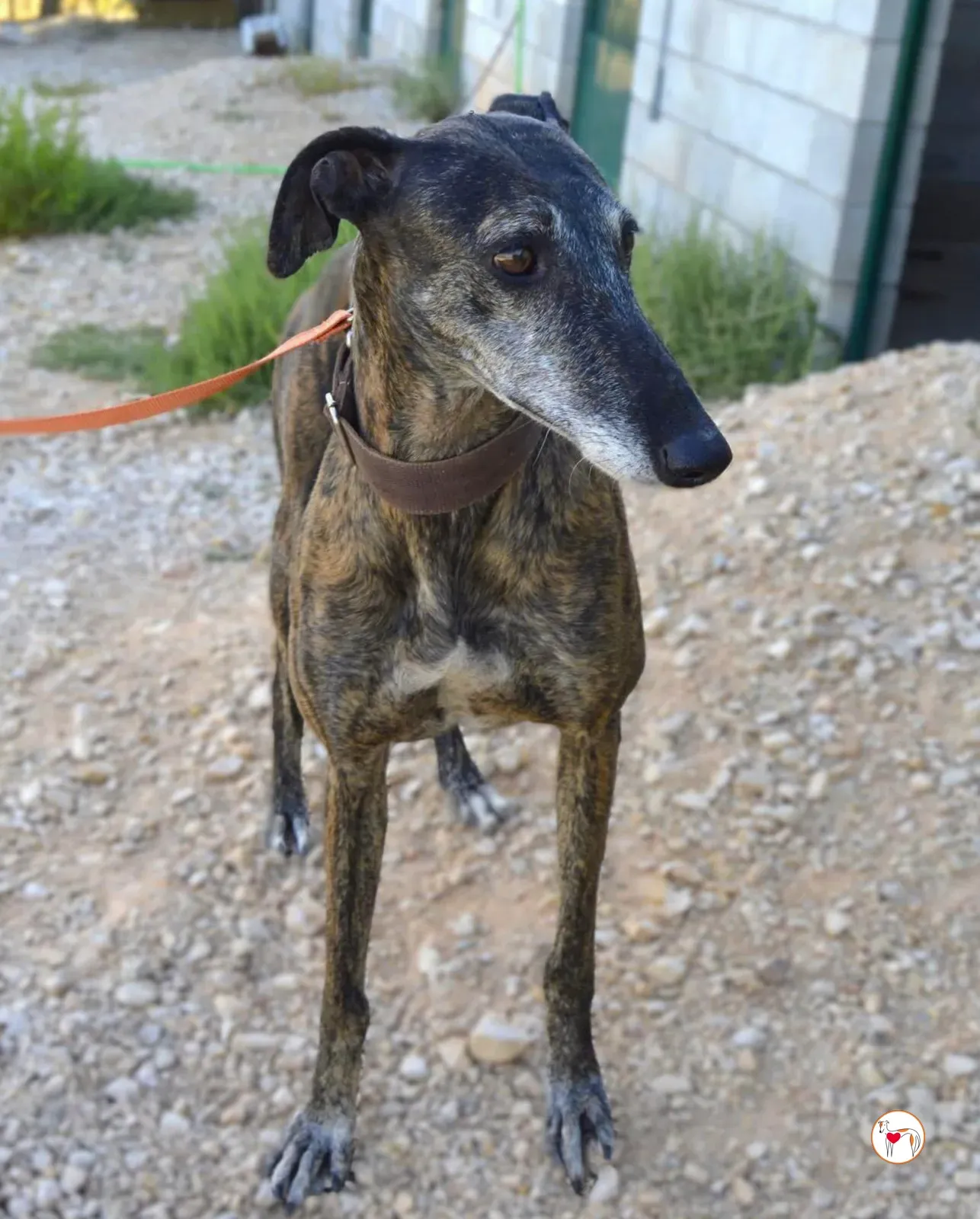 gorgonzola galgo adozione 1