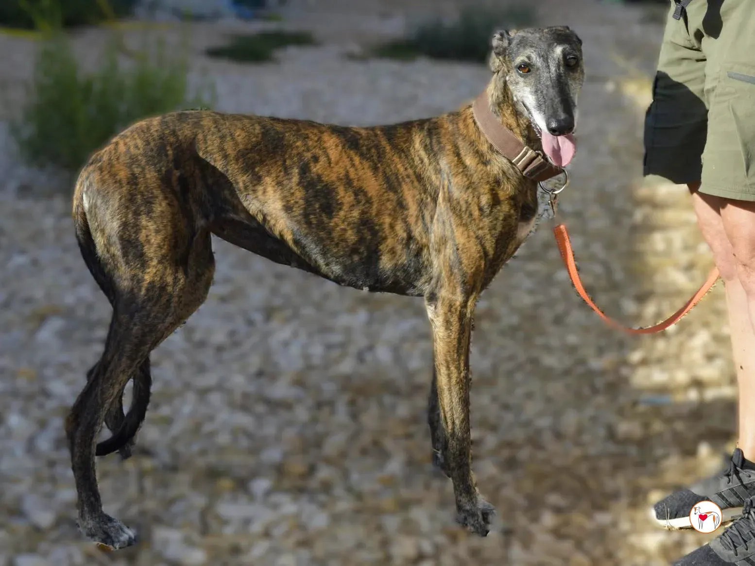 gorgonzola galgo adozione 2