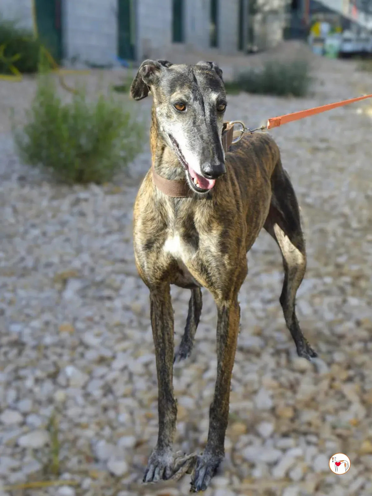 gorgonzola galgo adozione 3