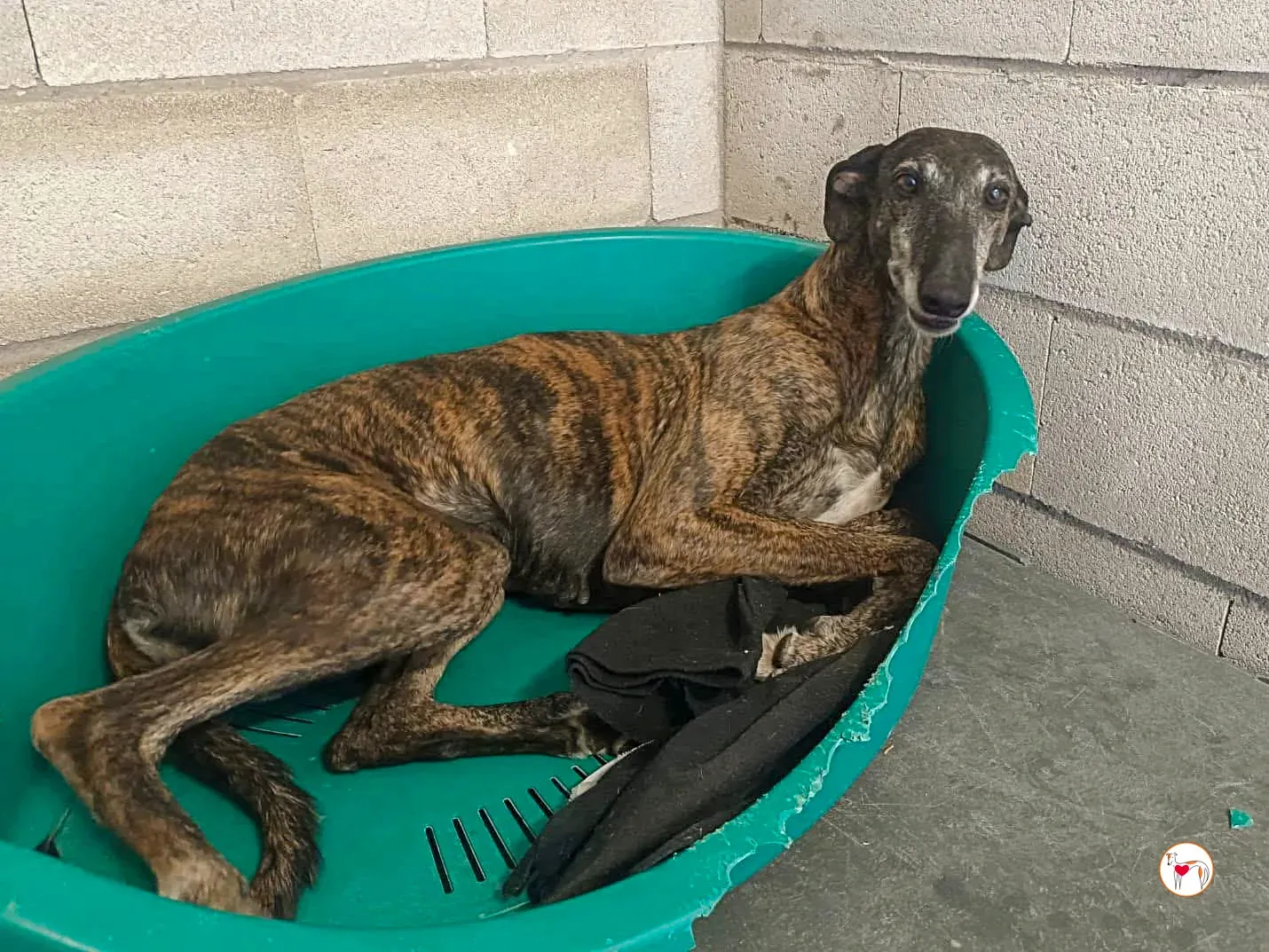 gorgonzola galgo adozione 4