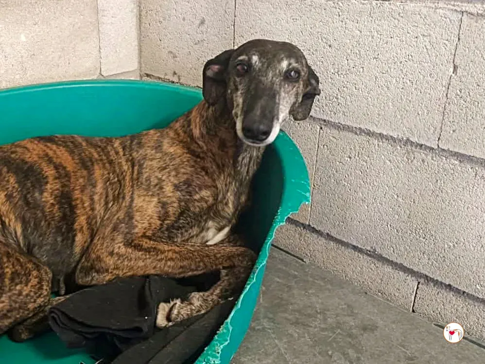 gorgonzola galgo adozione 5