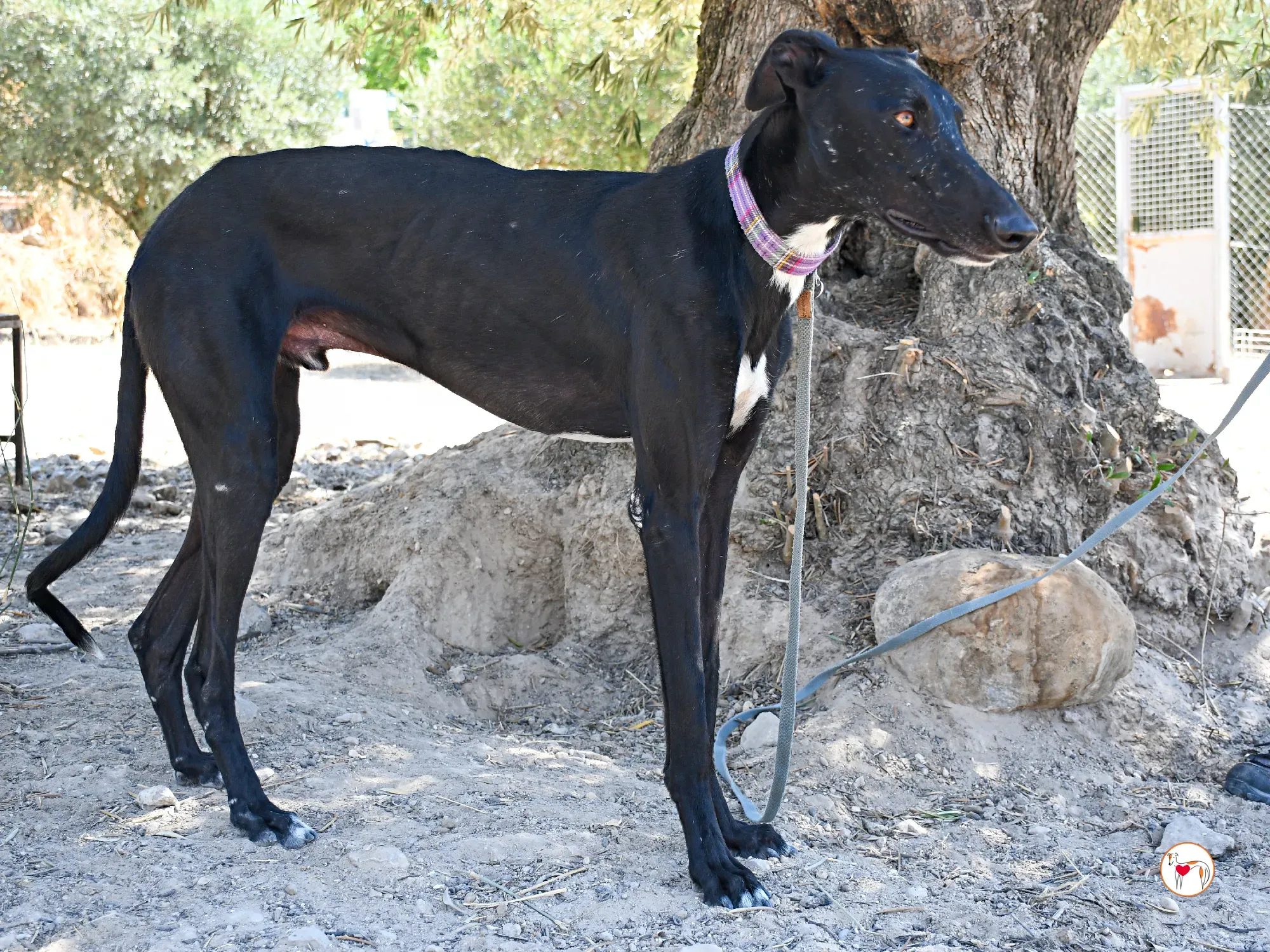 gorki galgo adozione 010