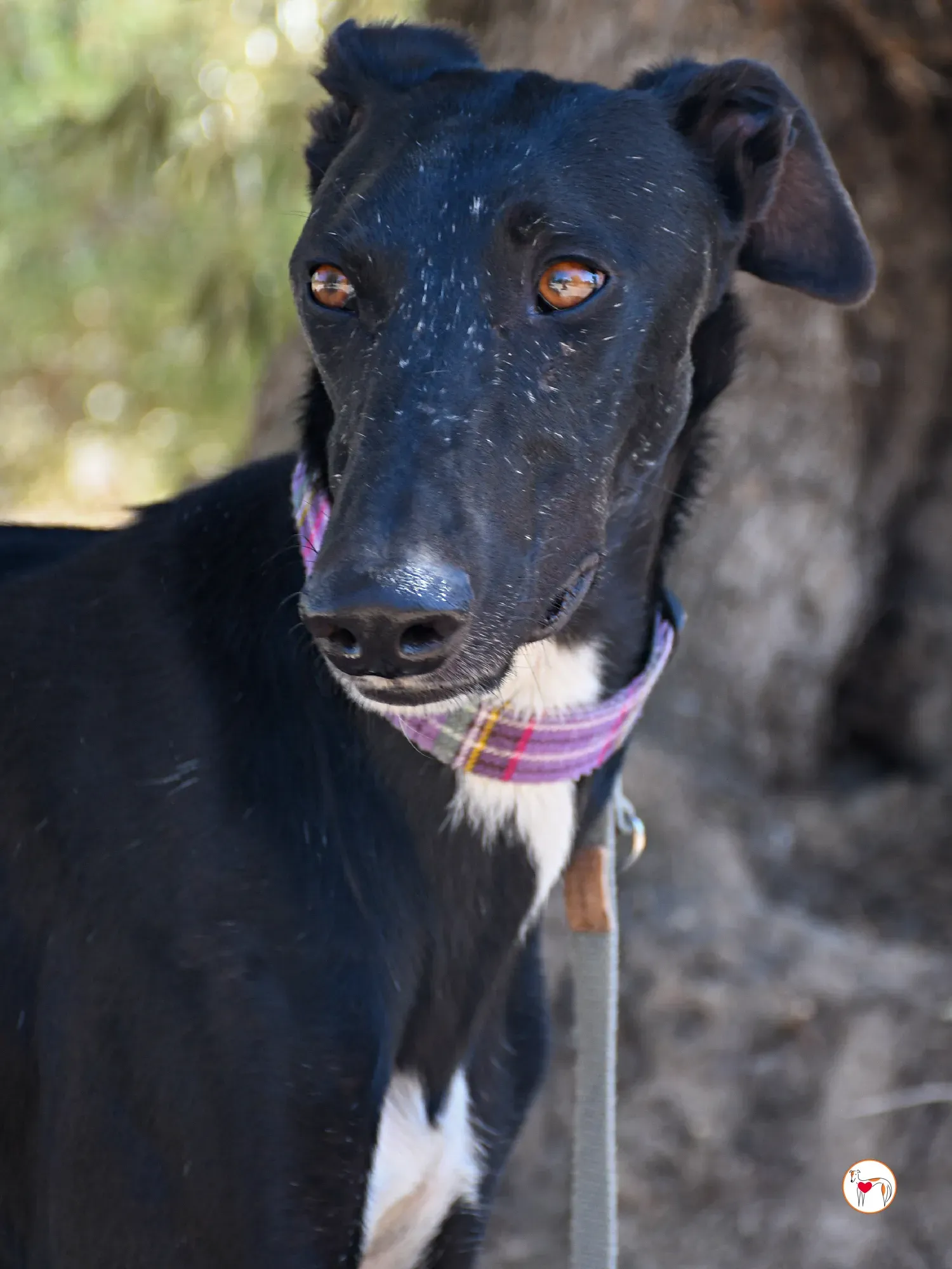 gorki galgo adozione 011