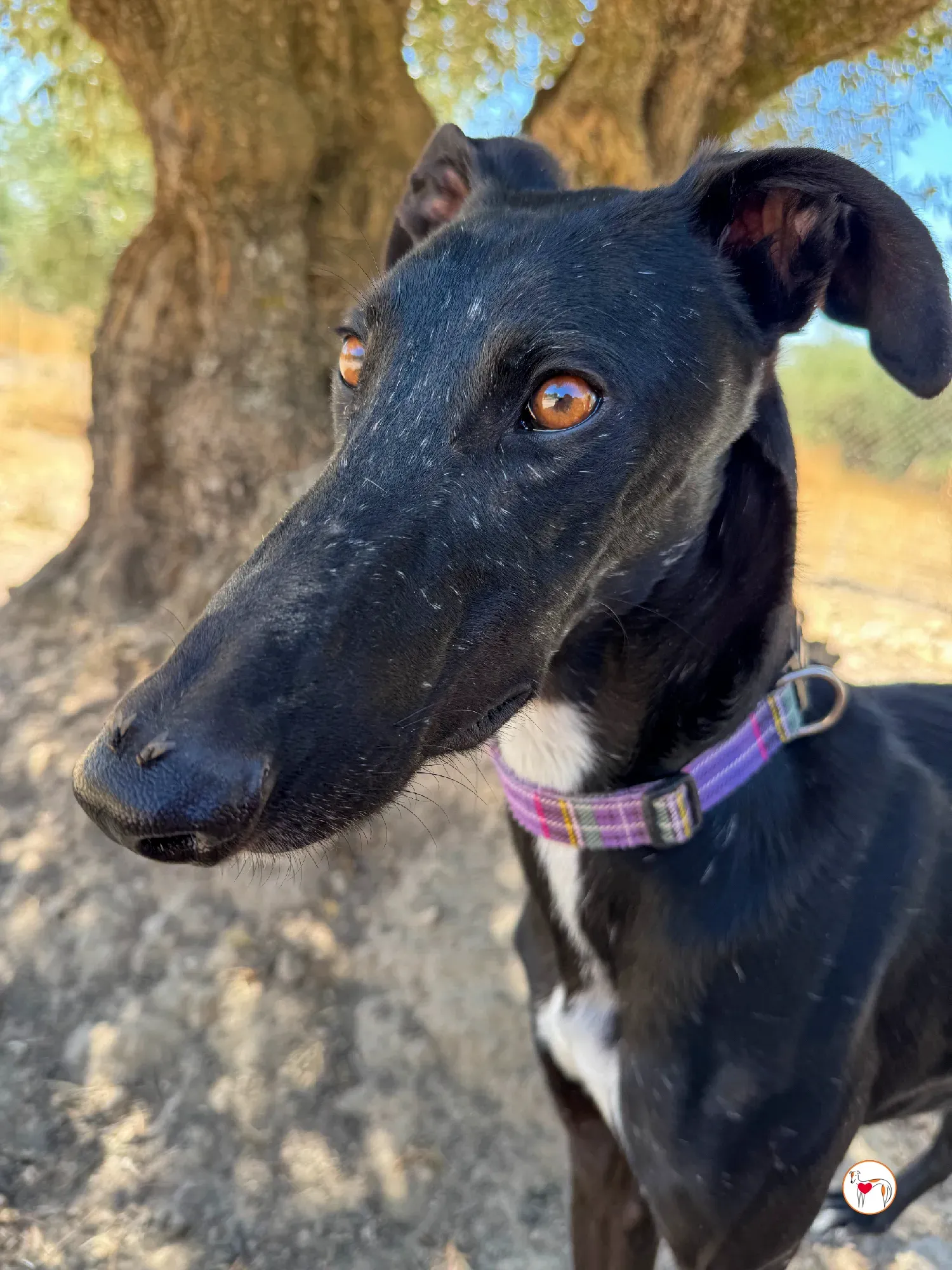 gorki galgo adozione 012