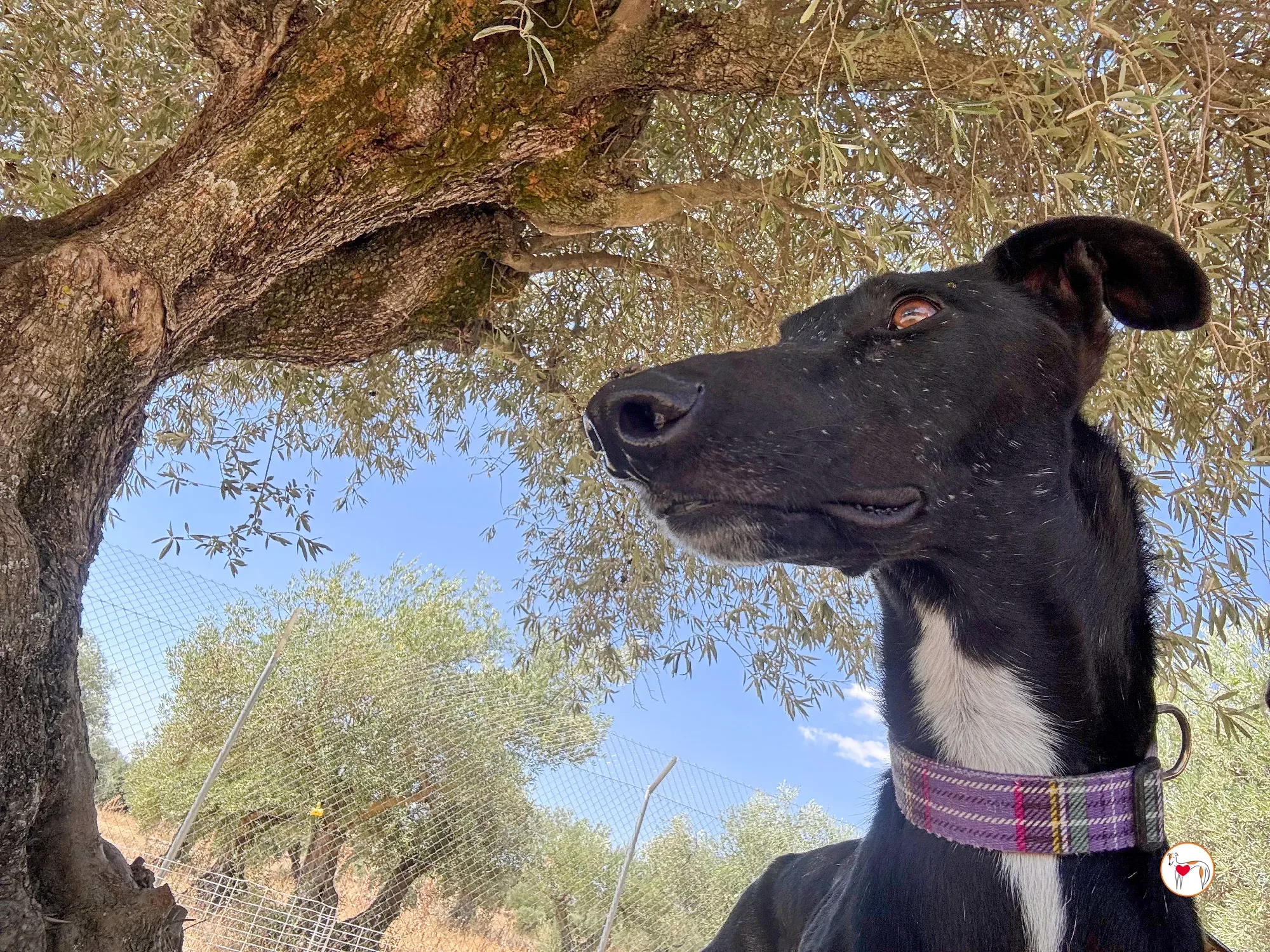 gorki galgo adozione 013