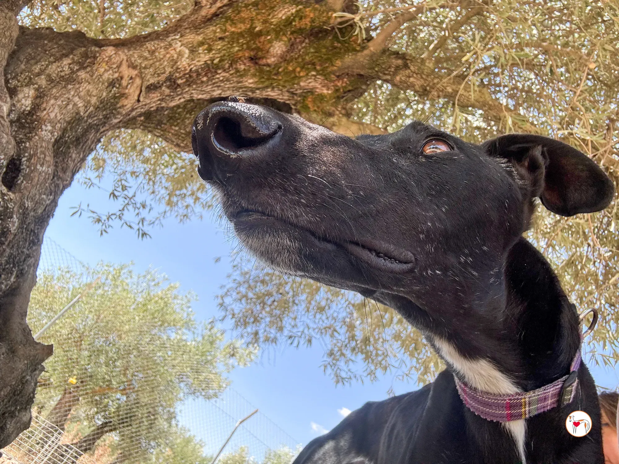 gorki galgo adozione 014