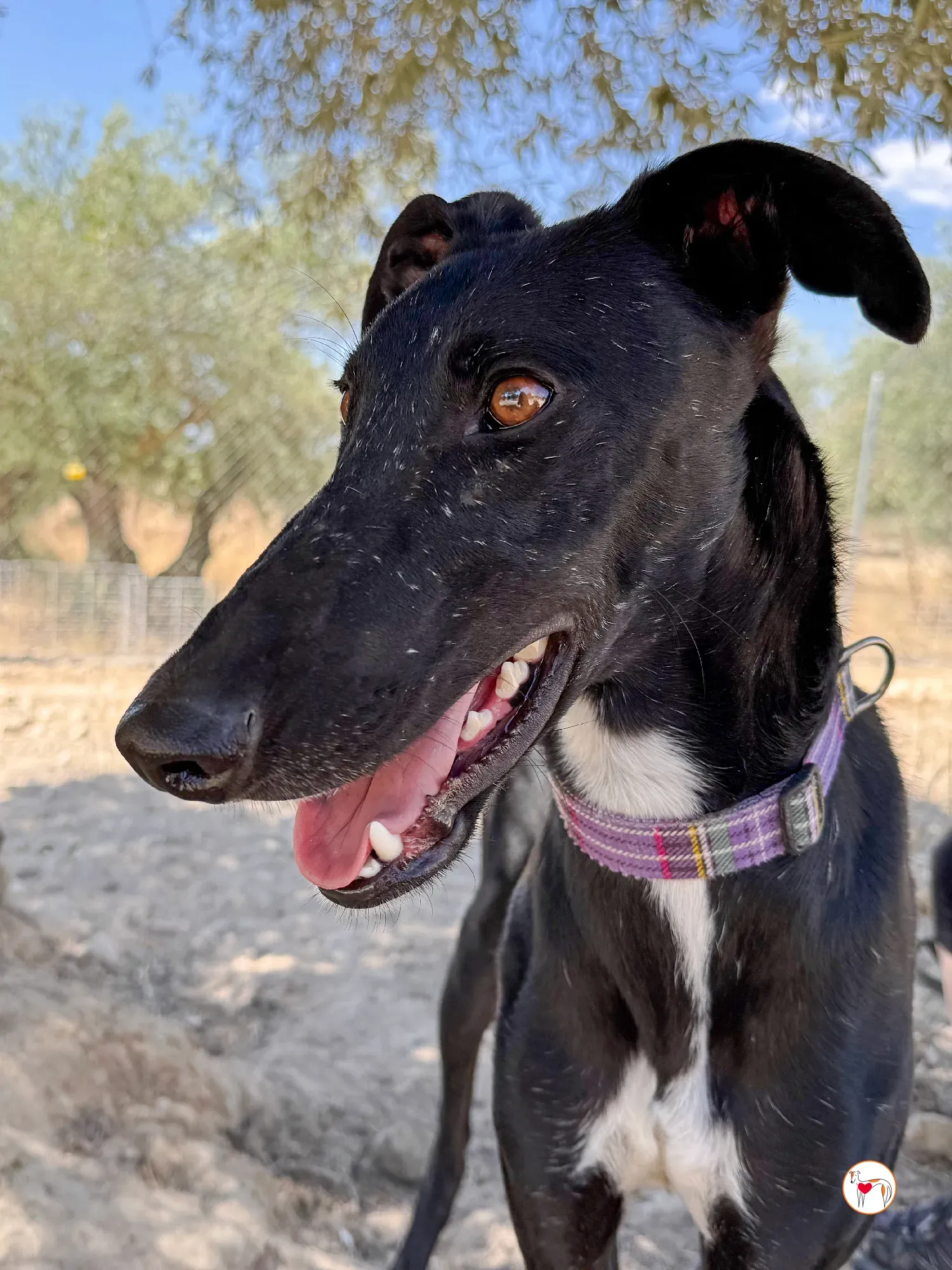 gorki galgo adozione 015