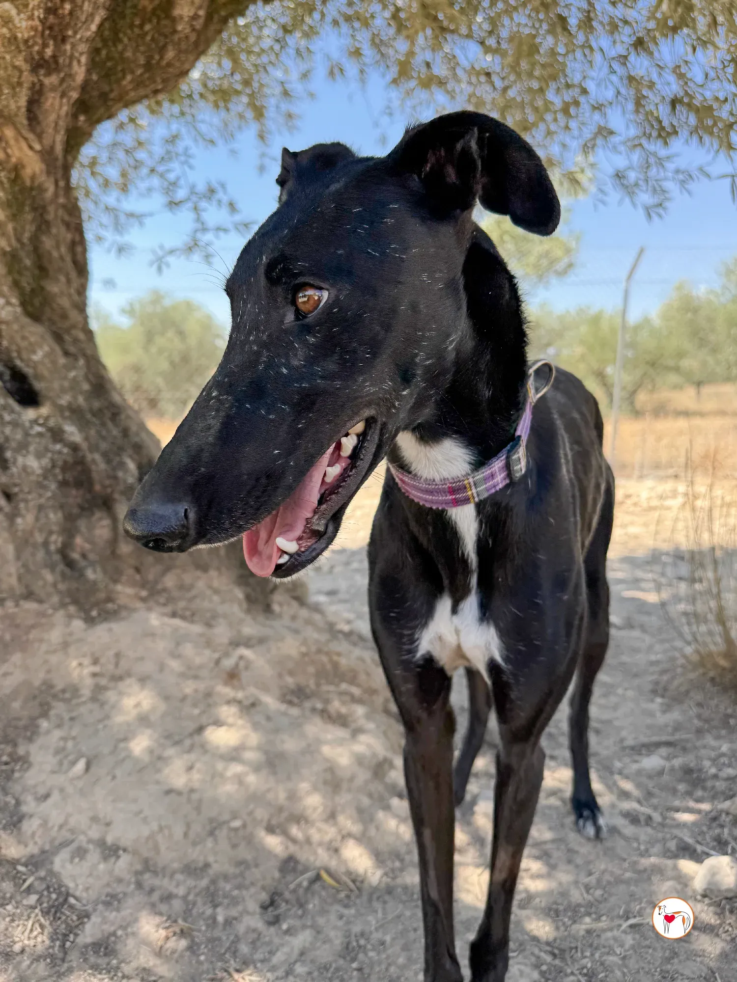 gorki galgo adozione 016