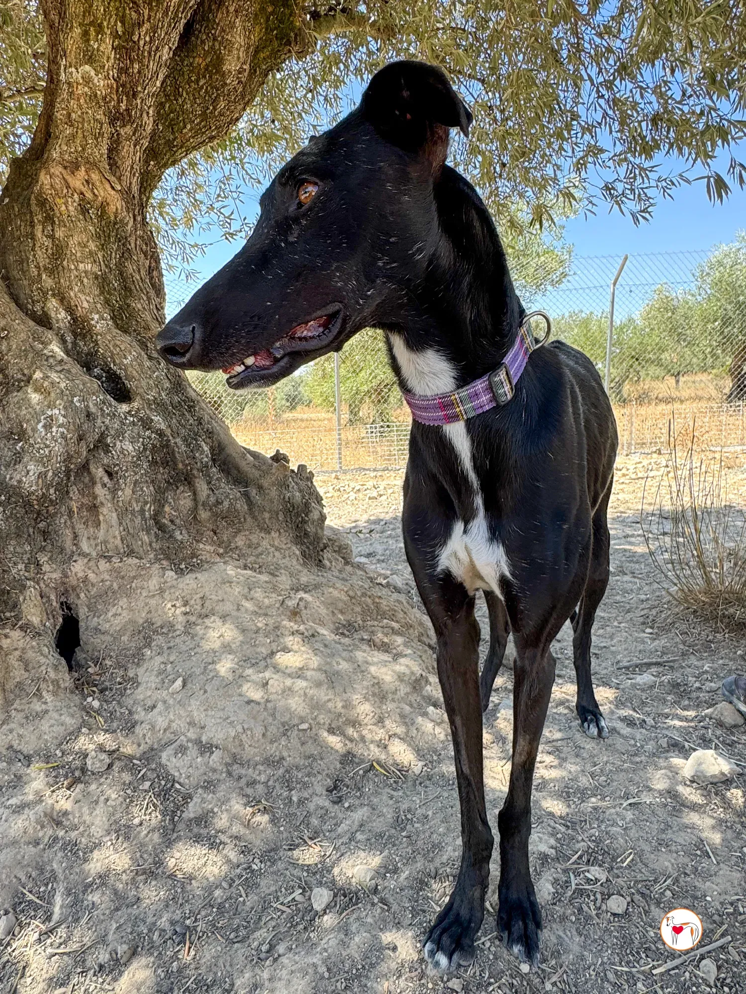 gorki galgo adozione 017