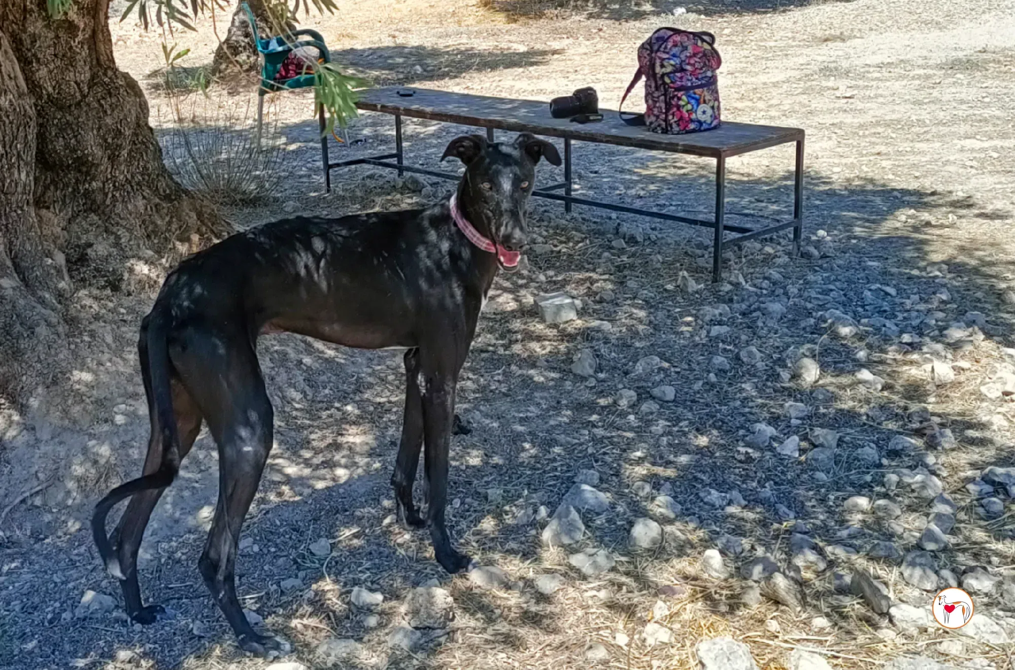 gorki galgo adozione 018