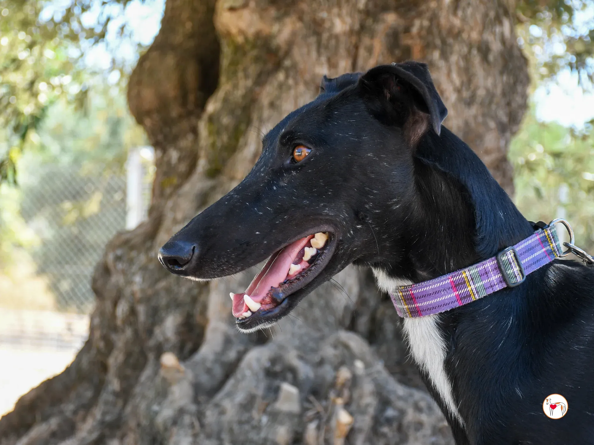 gorki galgo adozione 02