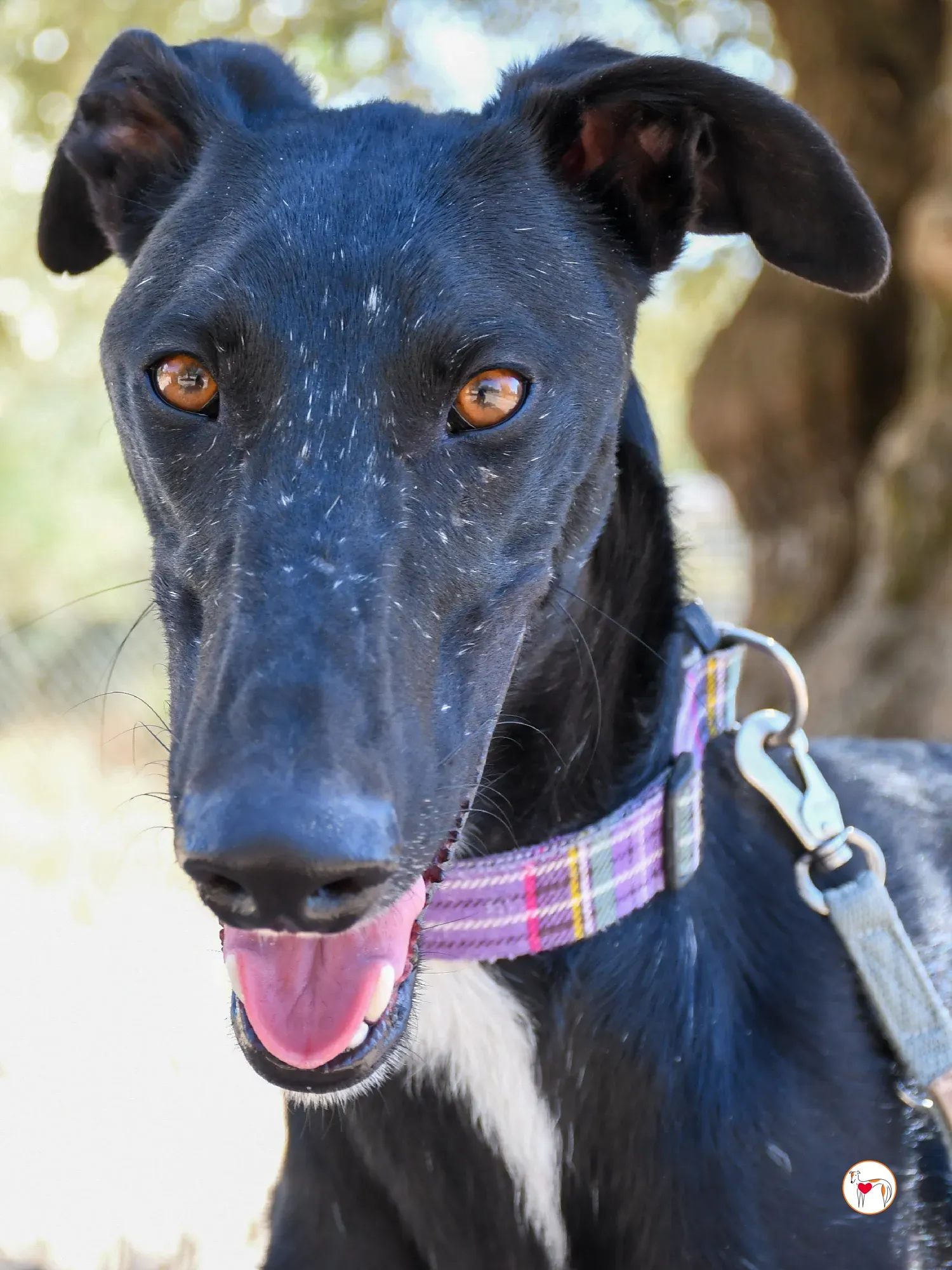 gorki galgo adozione 03