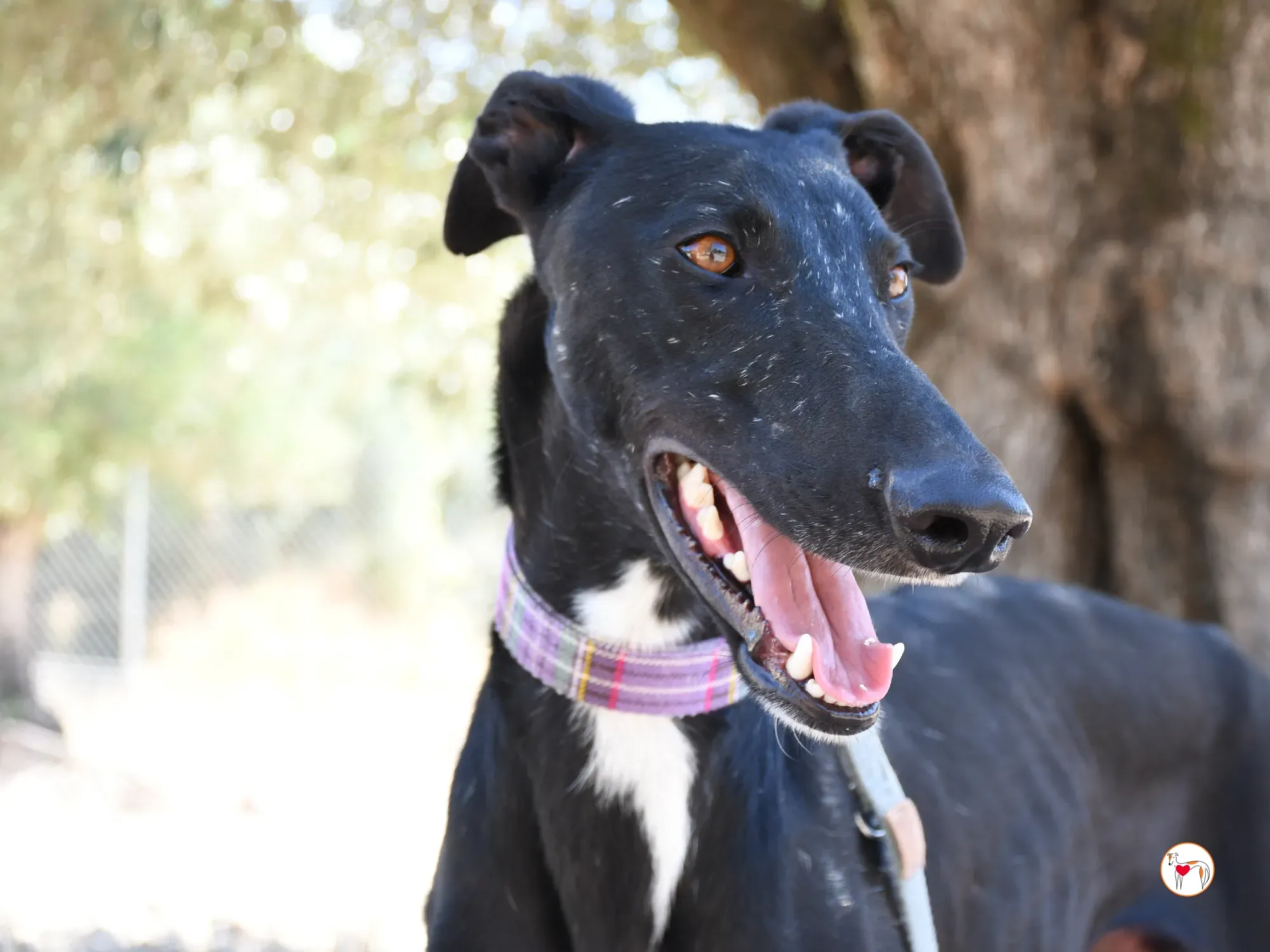 gorki galgo adozione 04