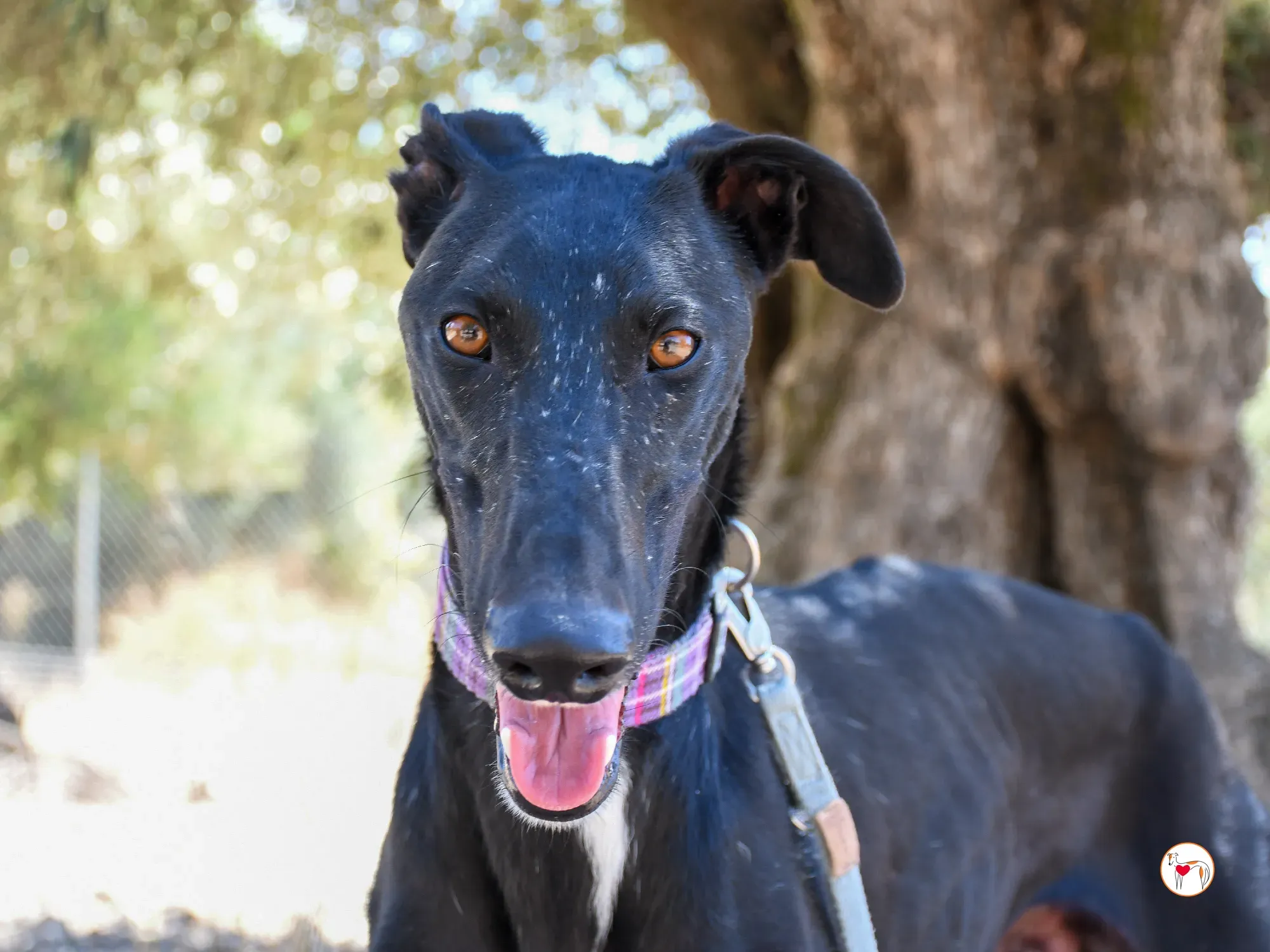 gorki galgo adozione 05