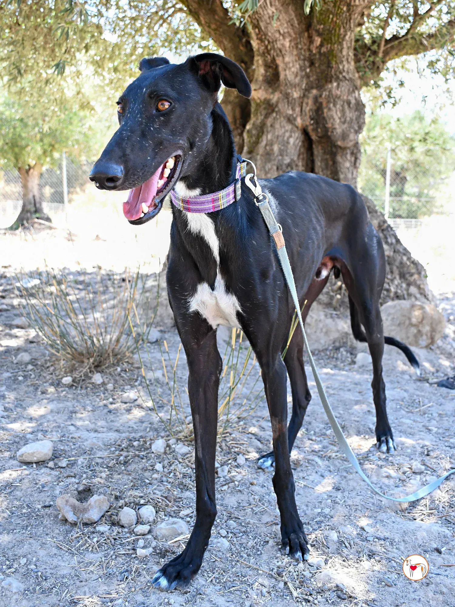 gorki galgo adozione 06