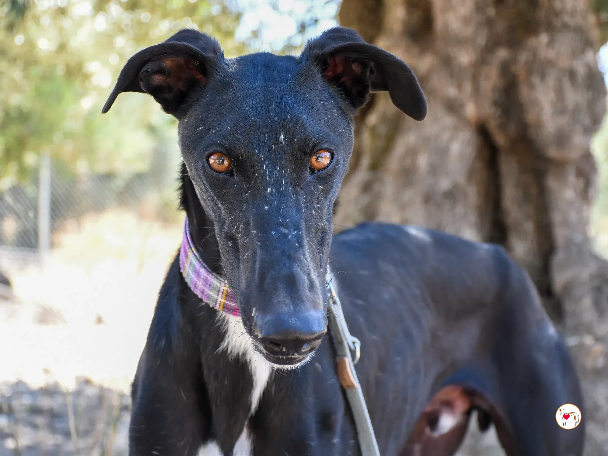 gorki galgo adozione 08