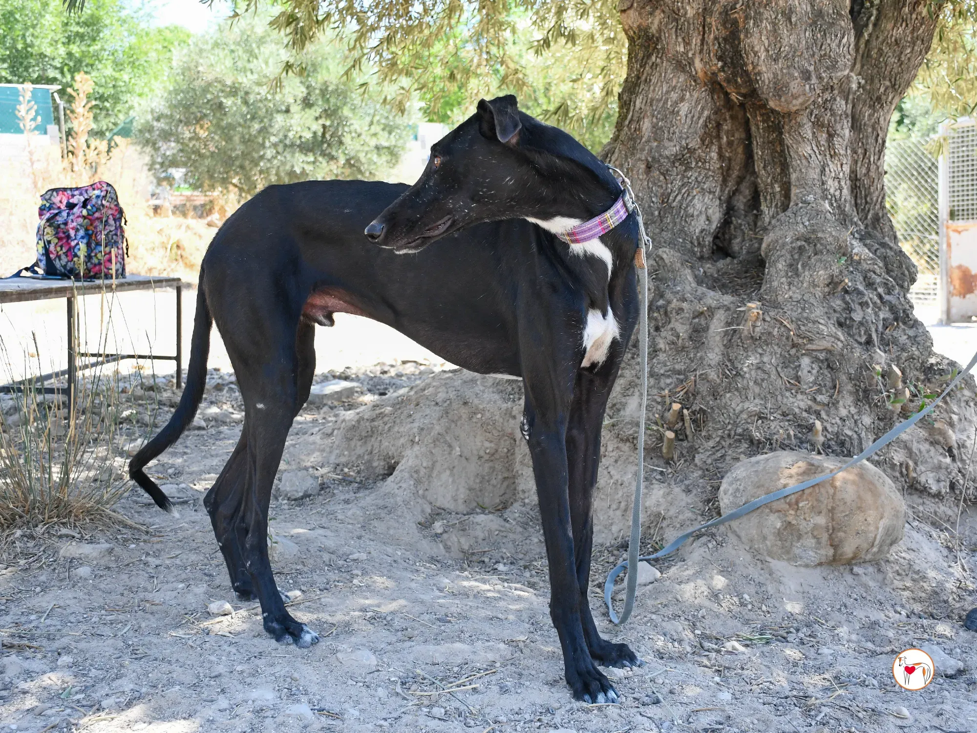 gorki galgo adozione 09