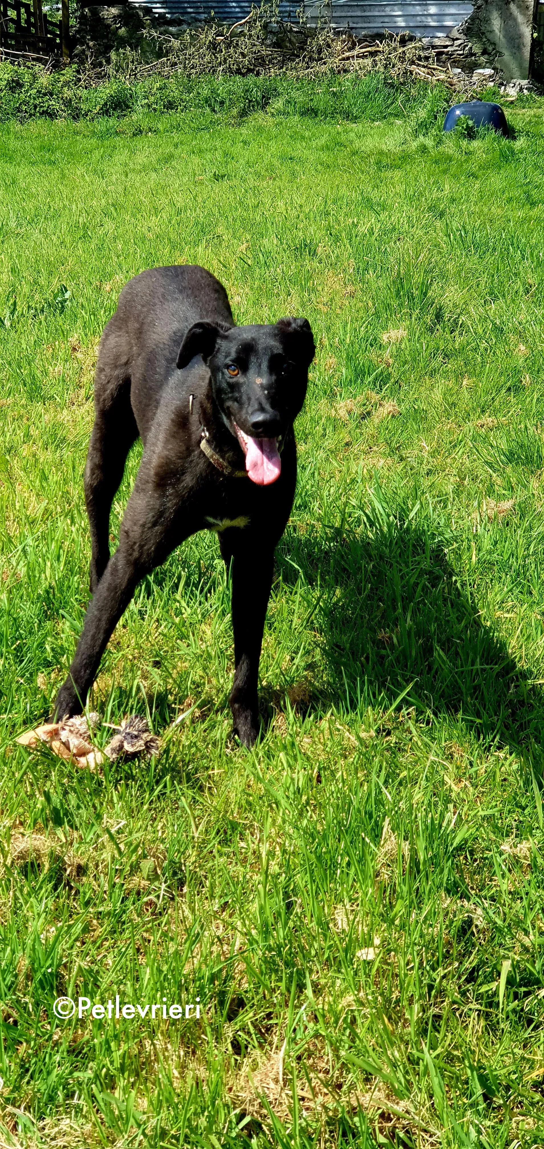 gospel adozione levrieri greyhound 1