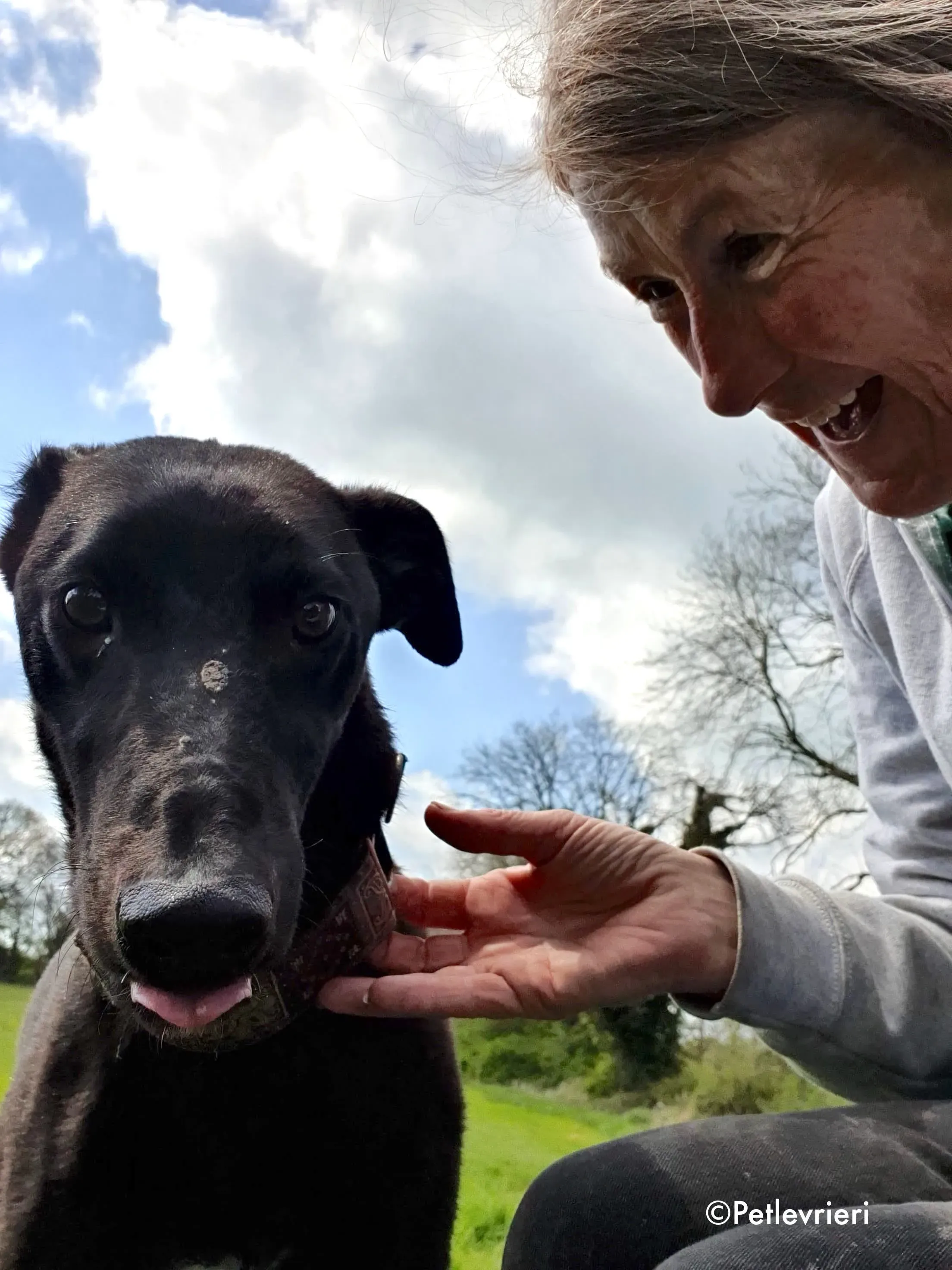 gospel adozione levrieri greyhound 2