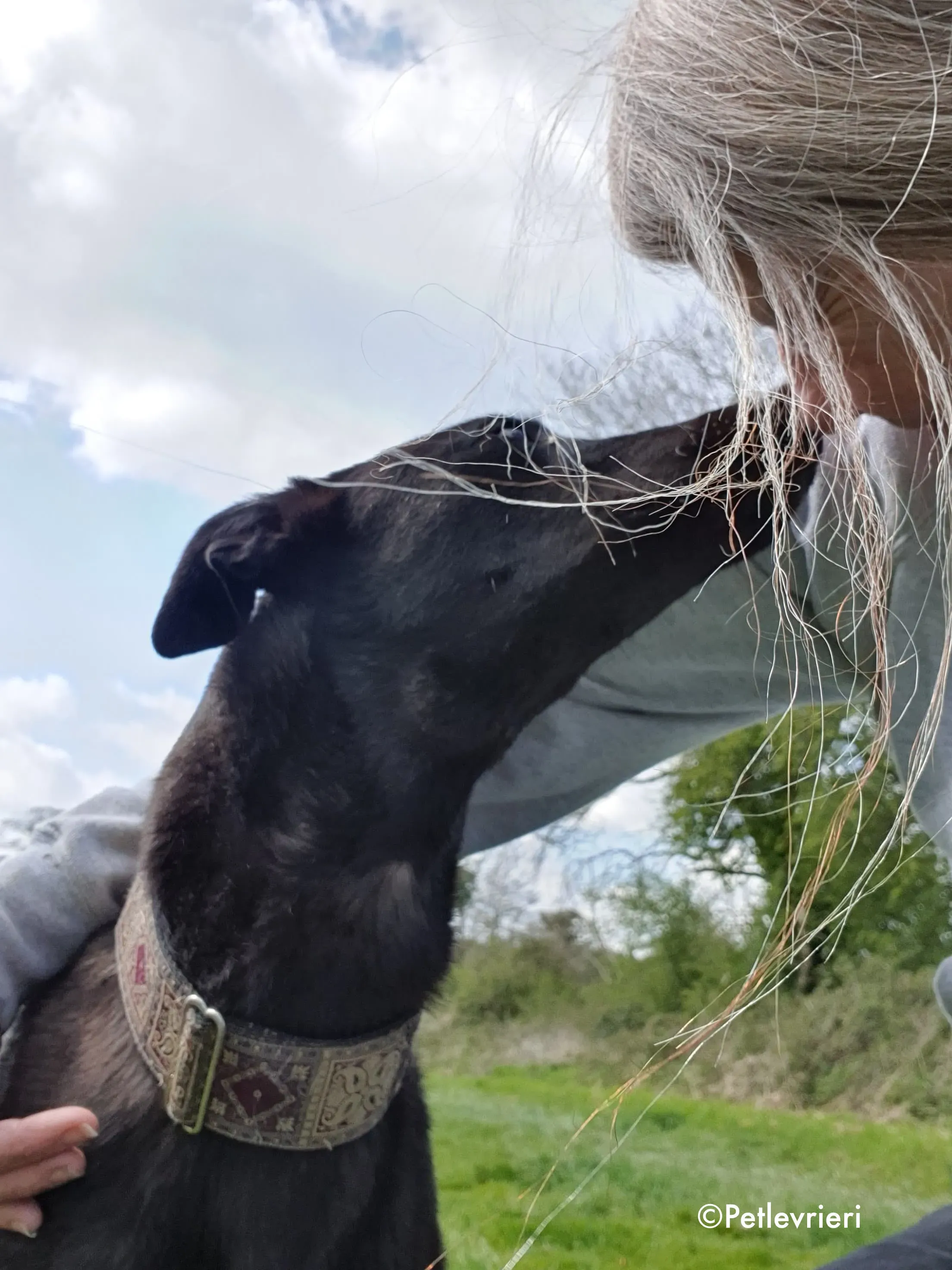 gospel adozione levrieri greyhound 3