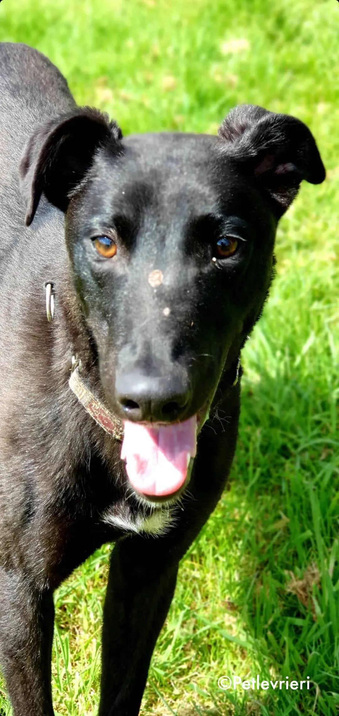 gospel adozione levrieri greyhound 4