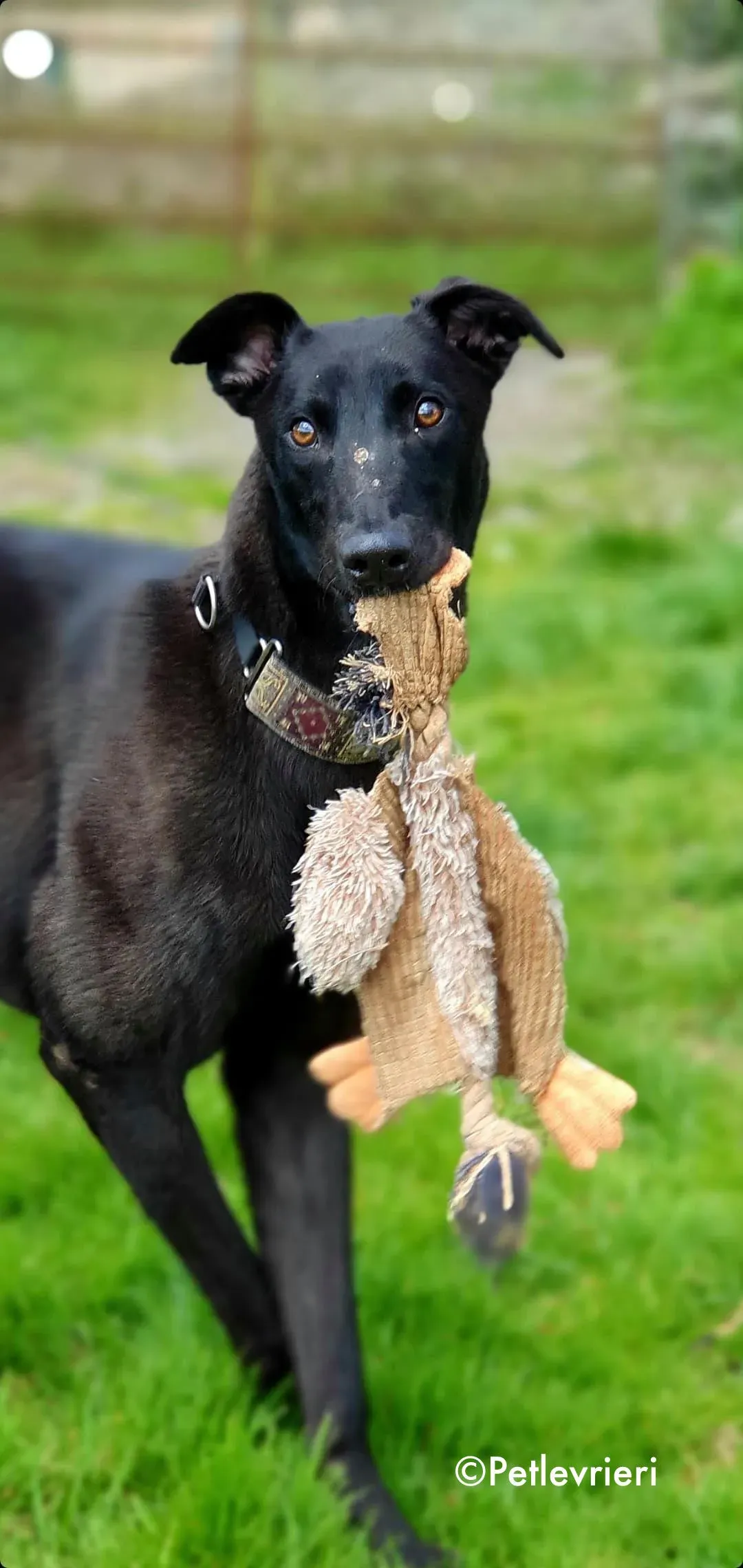 gospel adozione levrieri greyhound 5