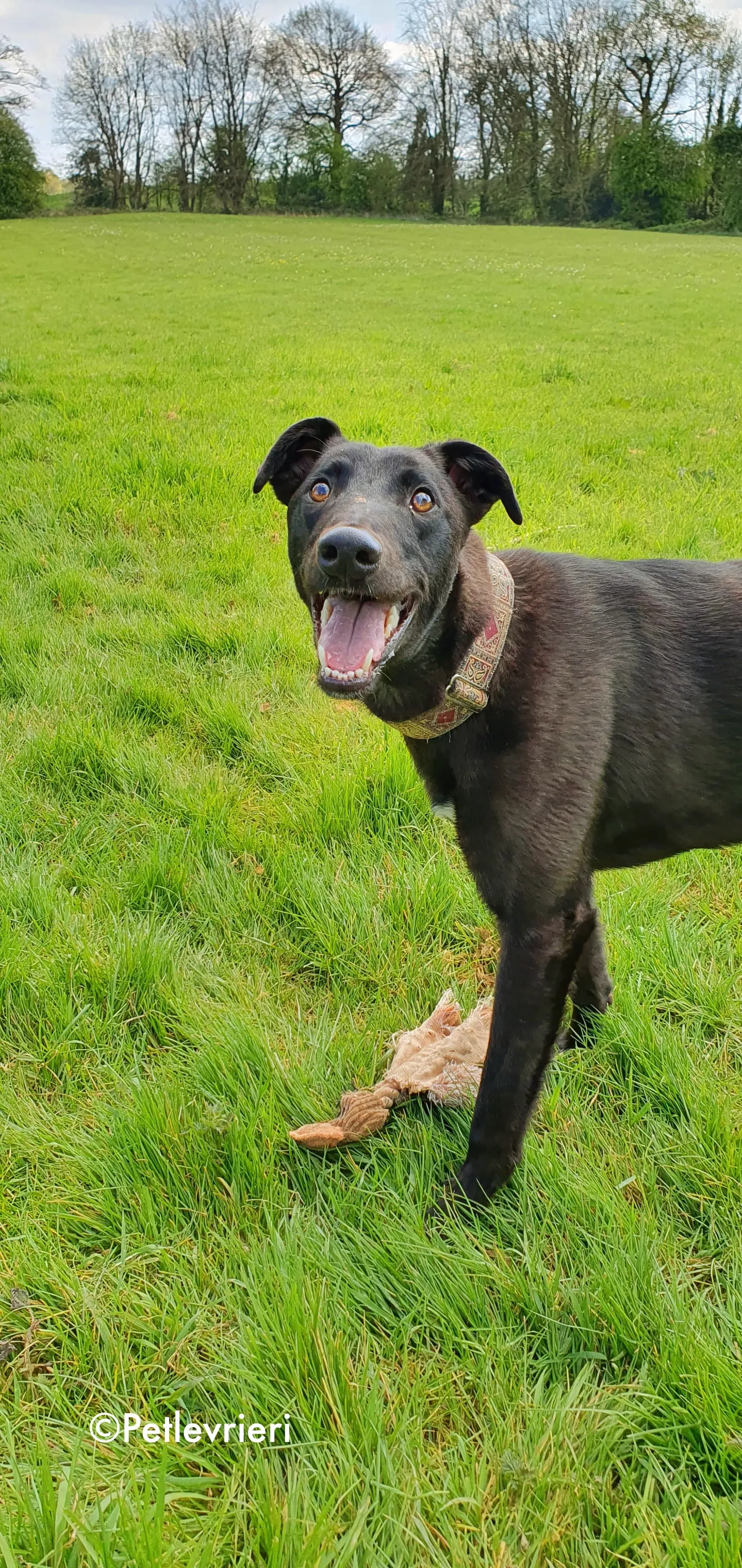 gospel adozione levrieri greyhound 6