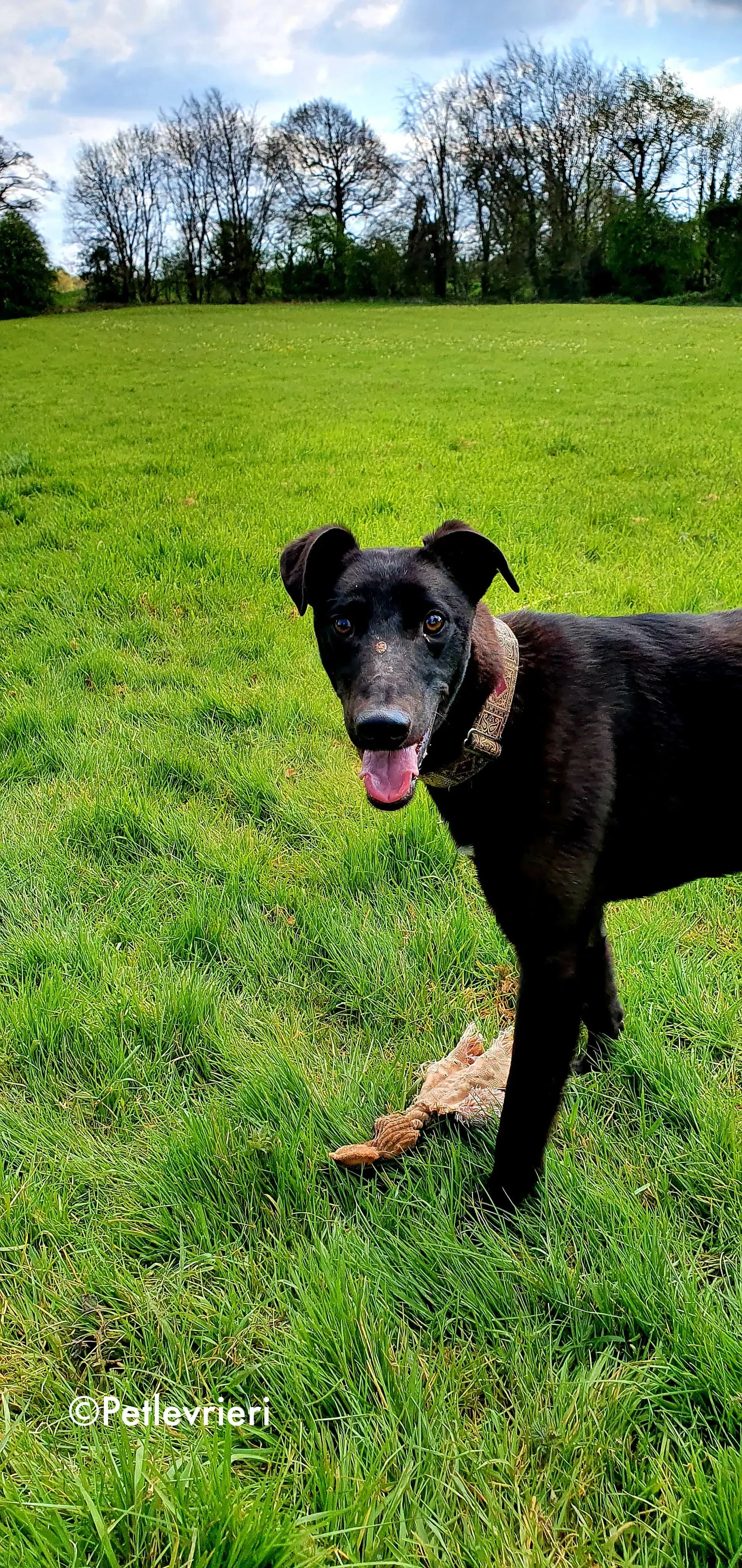 gospel adozione levrieri greyhound 7