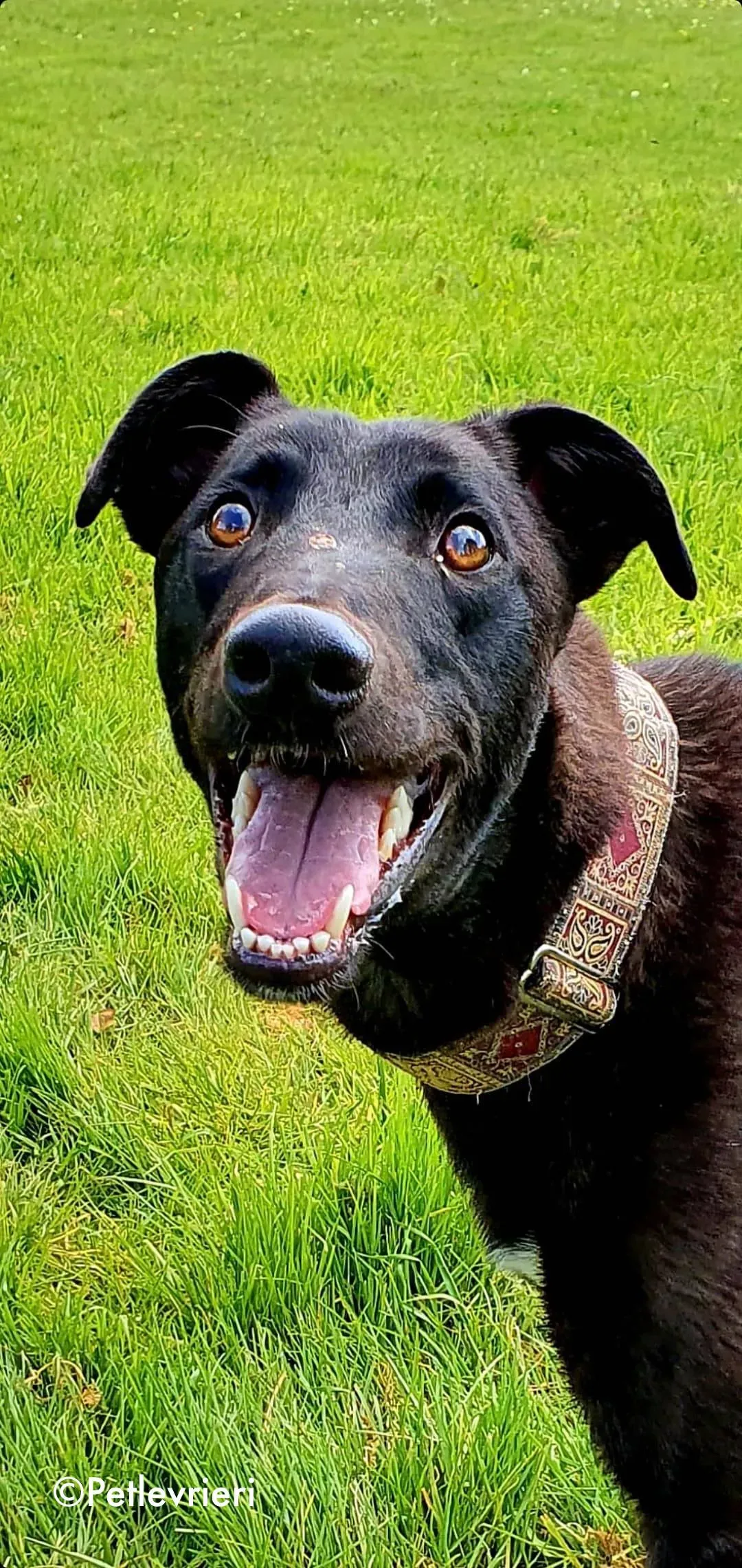 gospel adozione levrieri greyhound 8