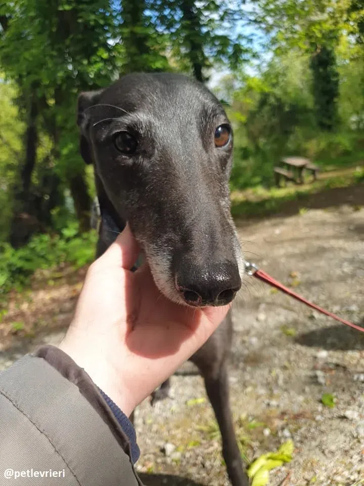 grace adozione greyhound 1 1