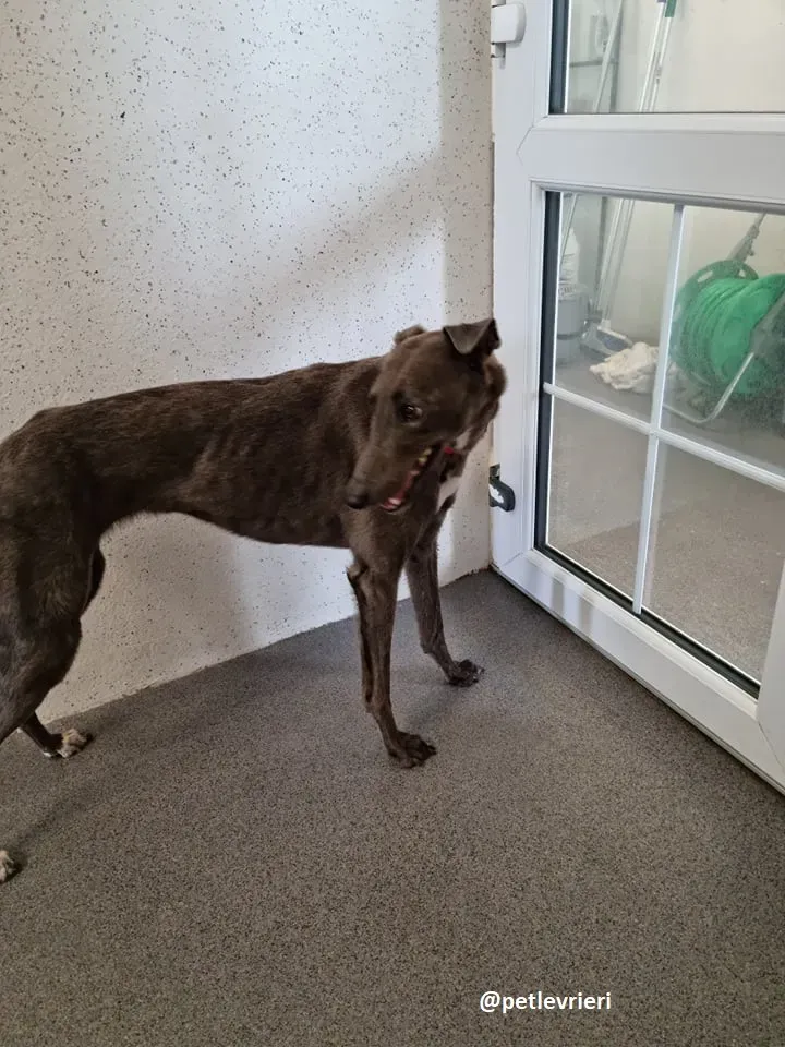 grace adozione greyhound 1 2