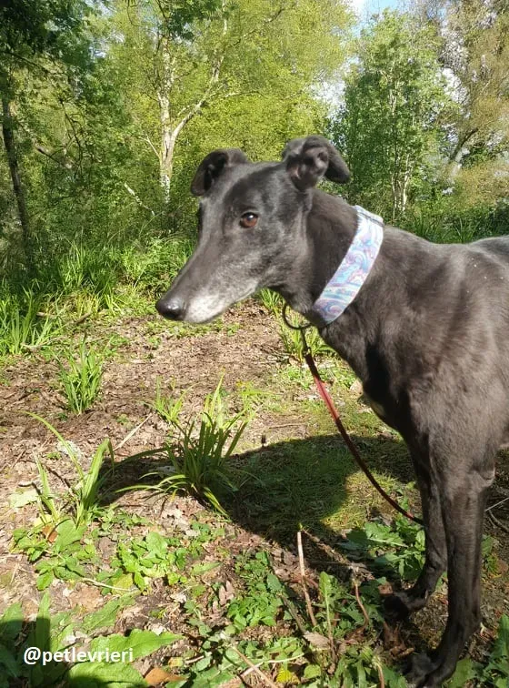 grace adozione greyhound 1